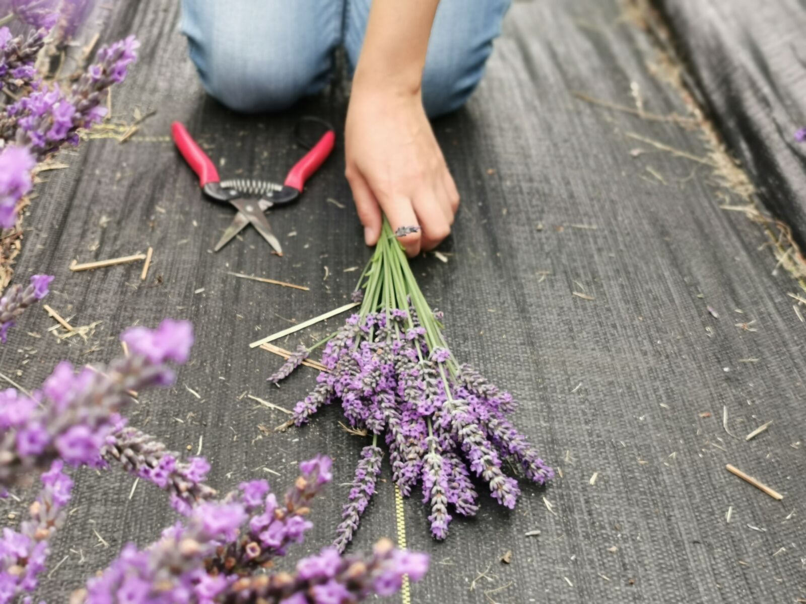 HUAWEI P30 Pro sample photo. Lavender, flowers, summer photography