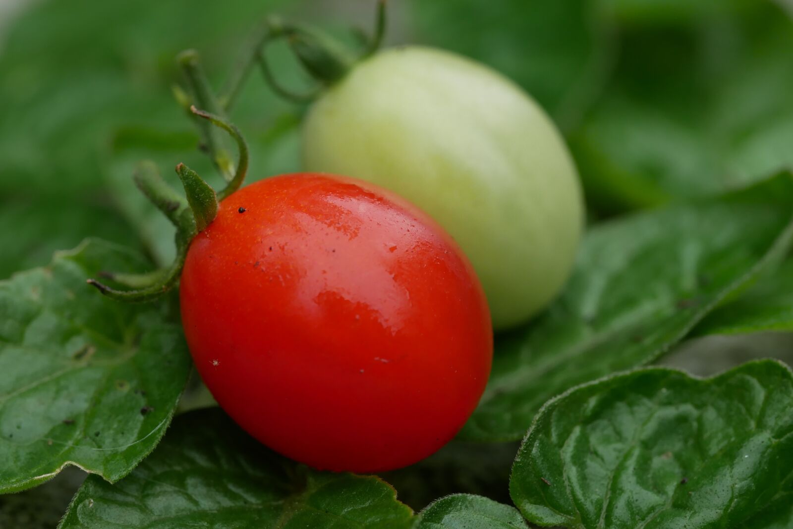 Panasonic Lumix DMC-G85 (Lumix DMC-G80) sample photo. Cherry tomatoes, green, red photography