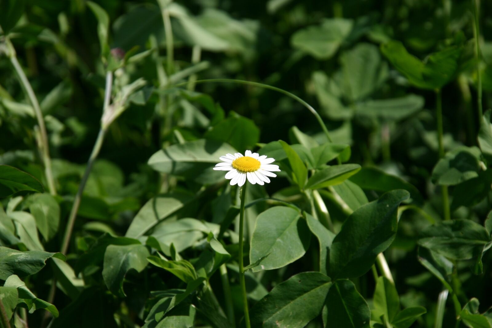 Canon EOS 300D (EOS Digital Rebel / EOS Kiss Digital) sample photo. Daisy, meadow, nature photography