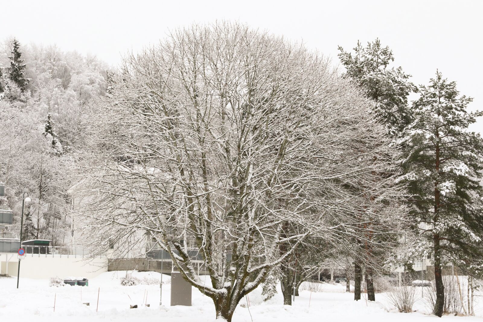 Canon EOS 7D Mark II sample photo. Winter, snow, frost photography
