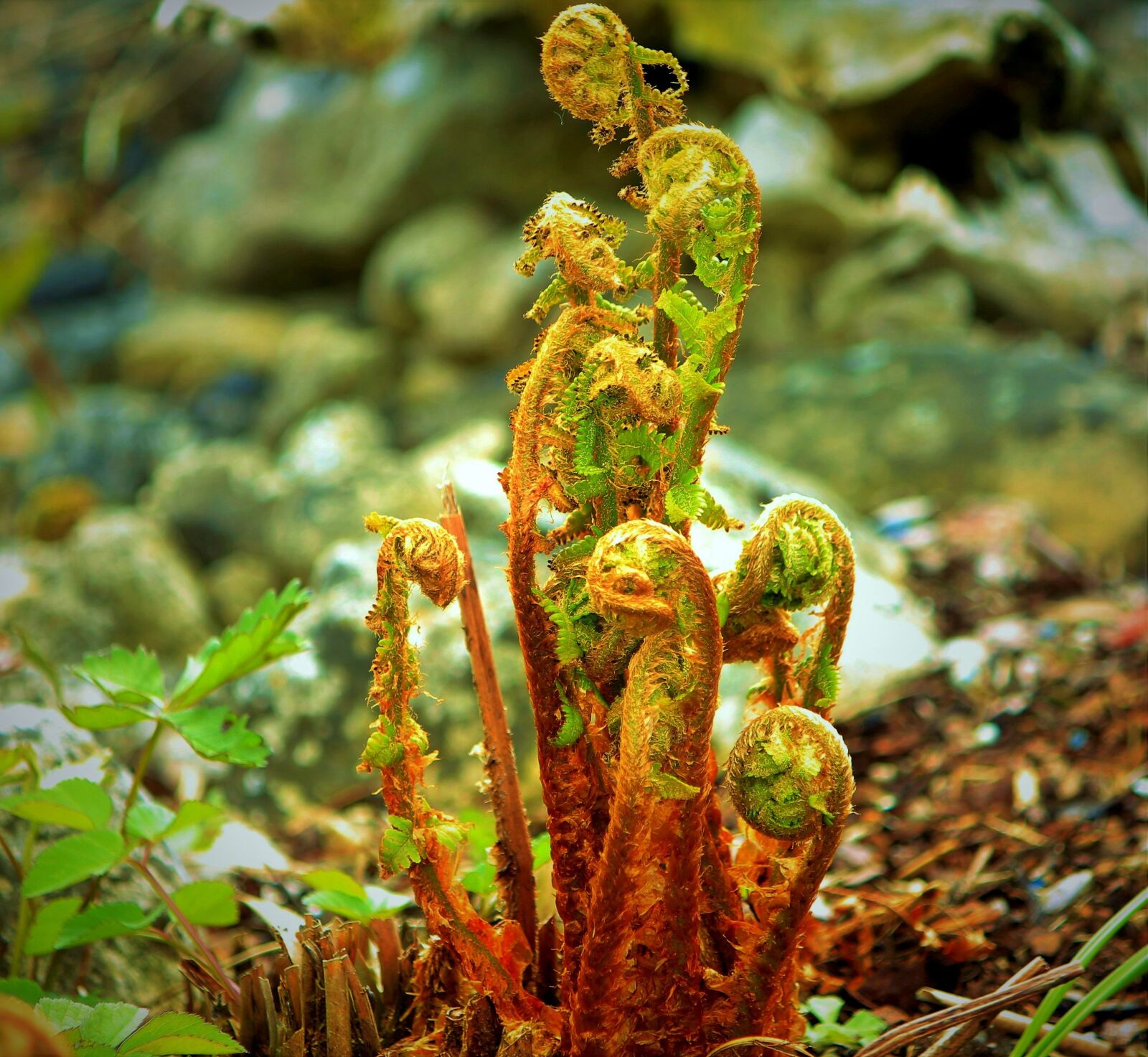 Canon EOS 550D (EOS Rebel T2i / EOS Kiss X4) sample photo. Fern, sprout, green photography