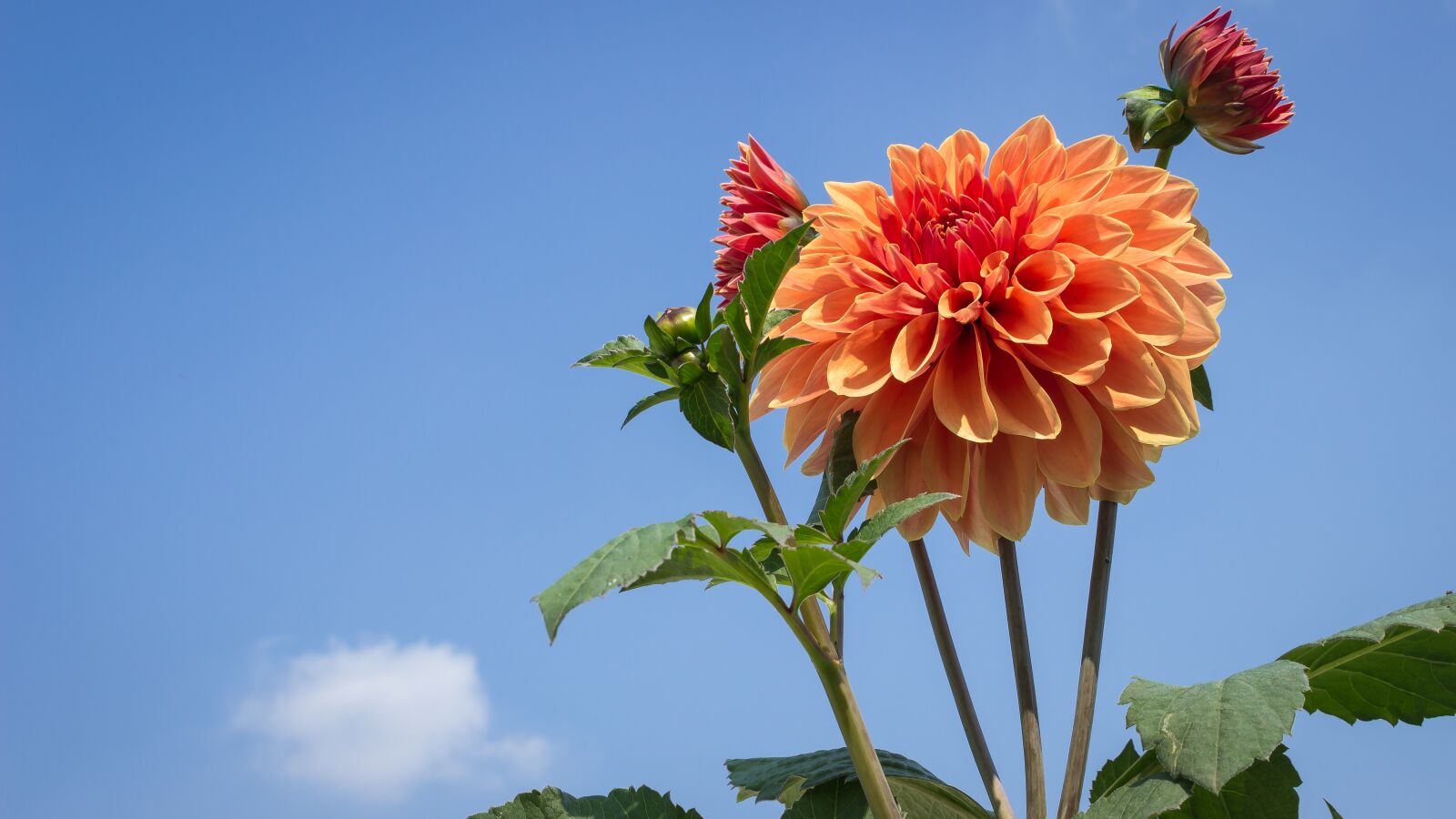 Canon EOS 600D (Rebel EOS T3i / EOS Kiss X5) sample photo. Dahlia flower, flower, dahlia photography