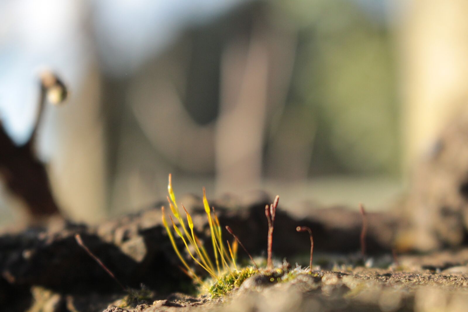 Canon EOS 700D (EOS Rebel T5i / EOS Kiss X7i) sample photo. Musgo, musk, primer plano photography