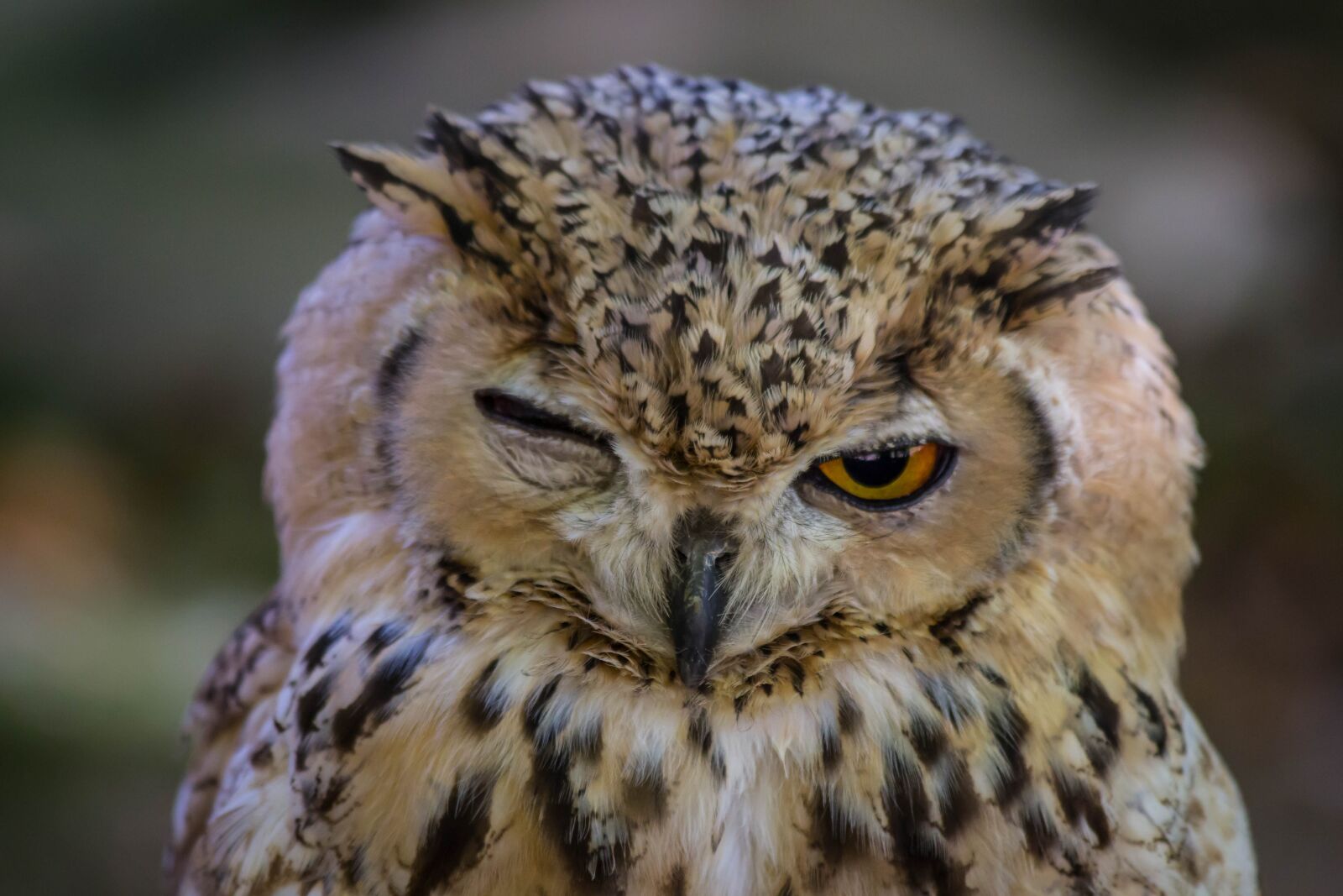 Canon EF 70-300mm F4-5.6 IS USM sample photo. Wild life, birds, nature photography