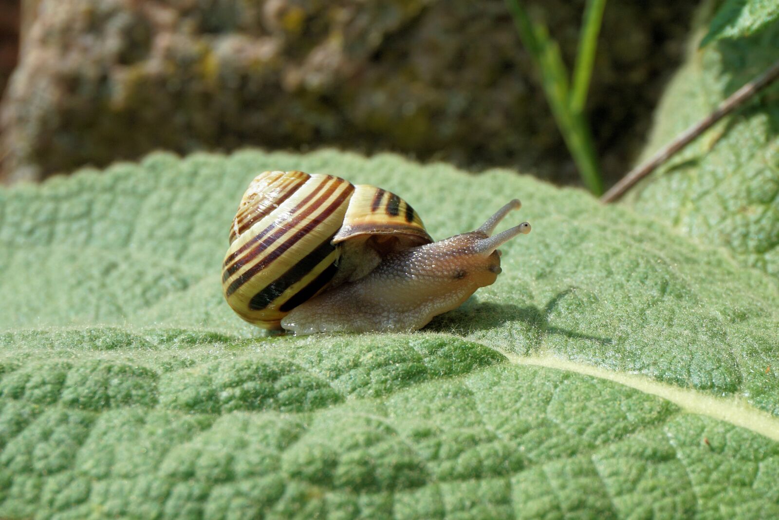 Sony a6000 sample photo. Snail, garden, shell photography