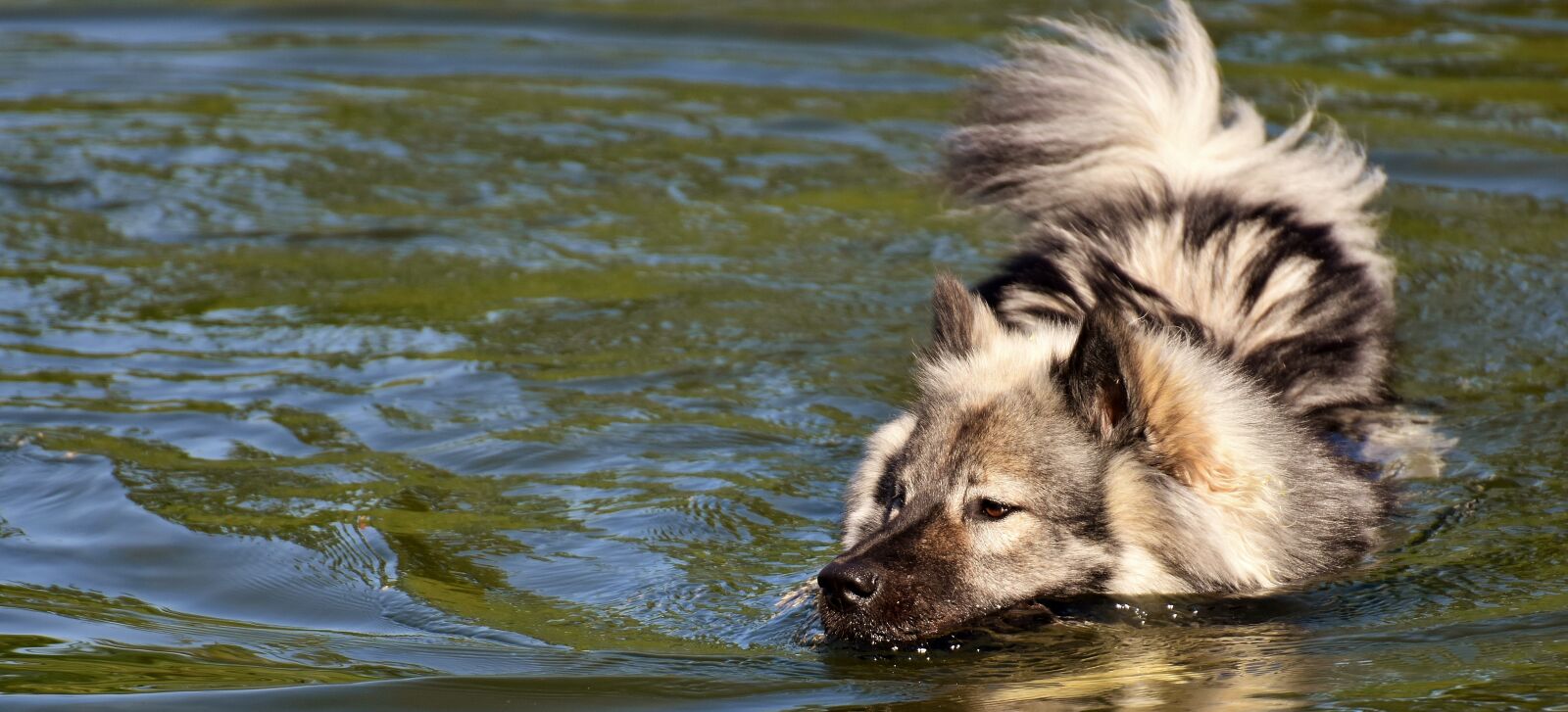 Nikon D7200 sample photo. Eurasians, swim, dog photography