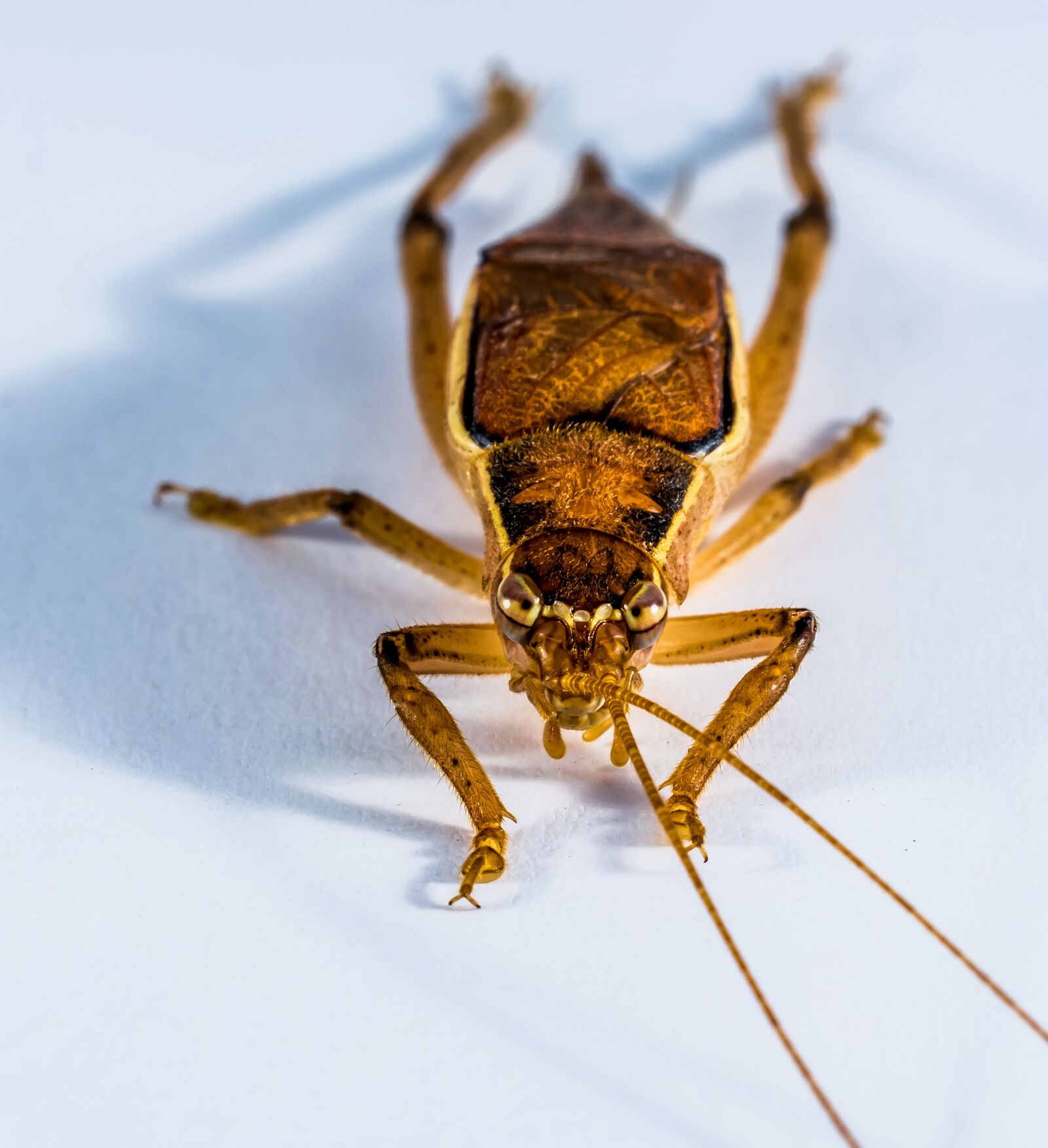 Nikon D5200 sample photo. Grasshopper, viridissima, insect photography