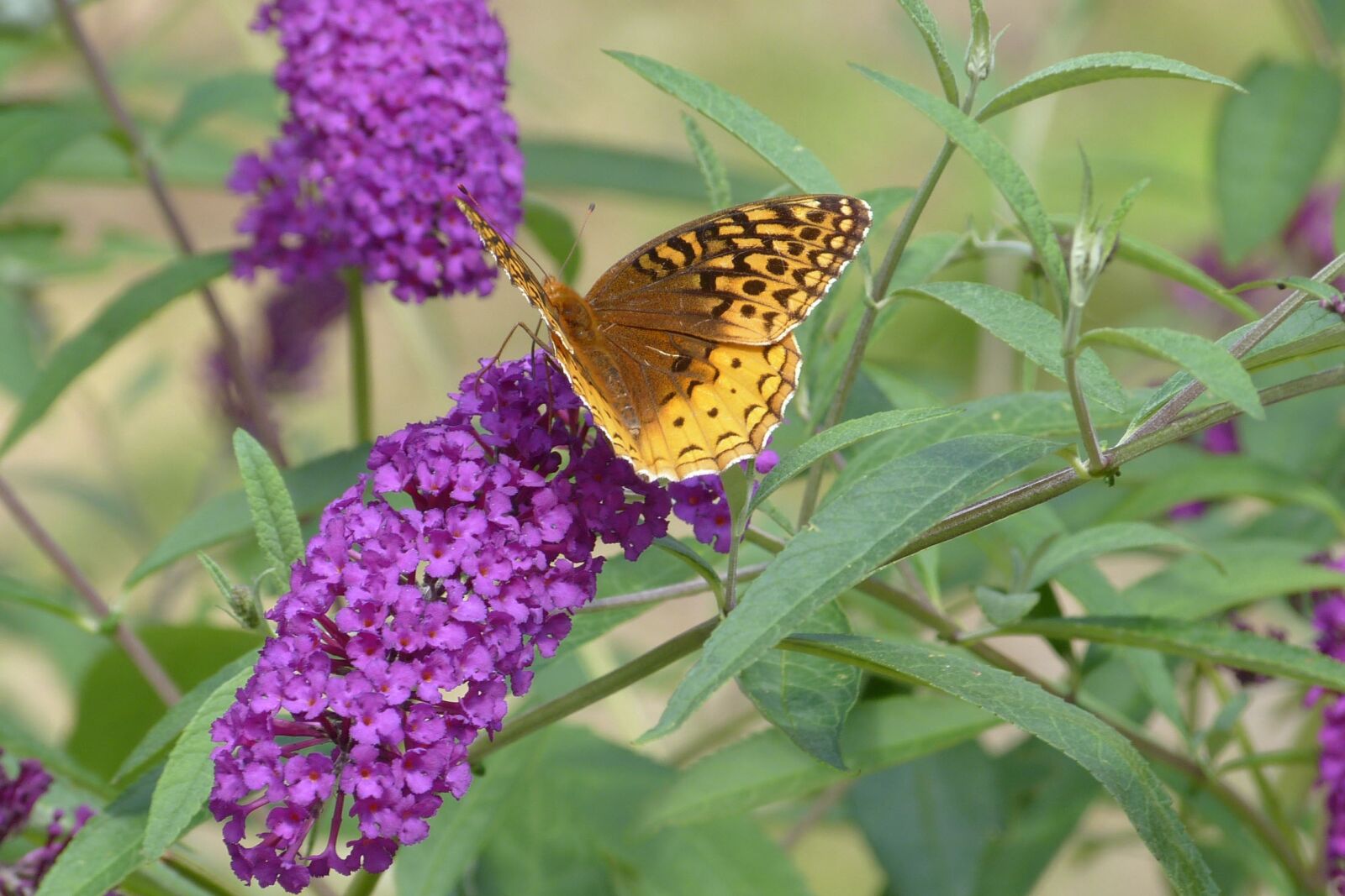 Panasonic Lumix DMC-FZ150 sample photo. Butterfly on, butterfly, bush photography