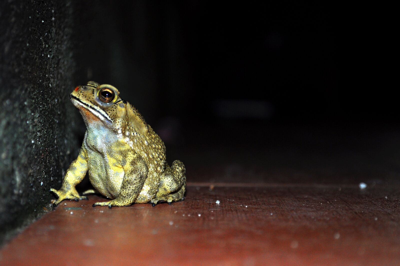 Nikon D5000 sample photo. Frog, night, wildlife photography