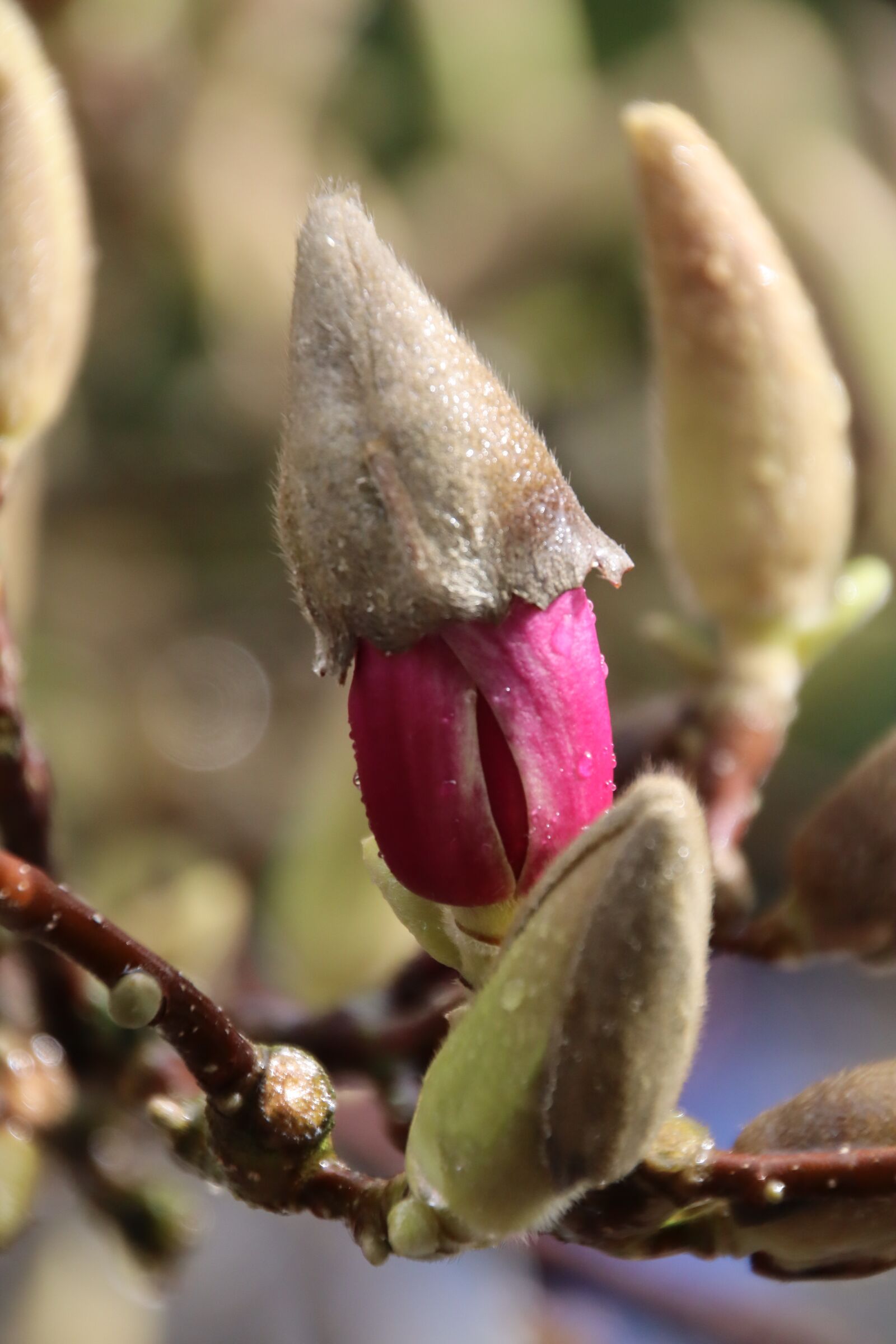 Canon EOS M50 (EOS Kiss M) sample photo. Magnolia, blossom, bloom photography