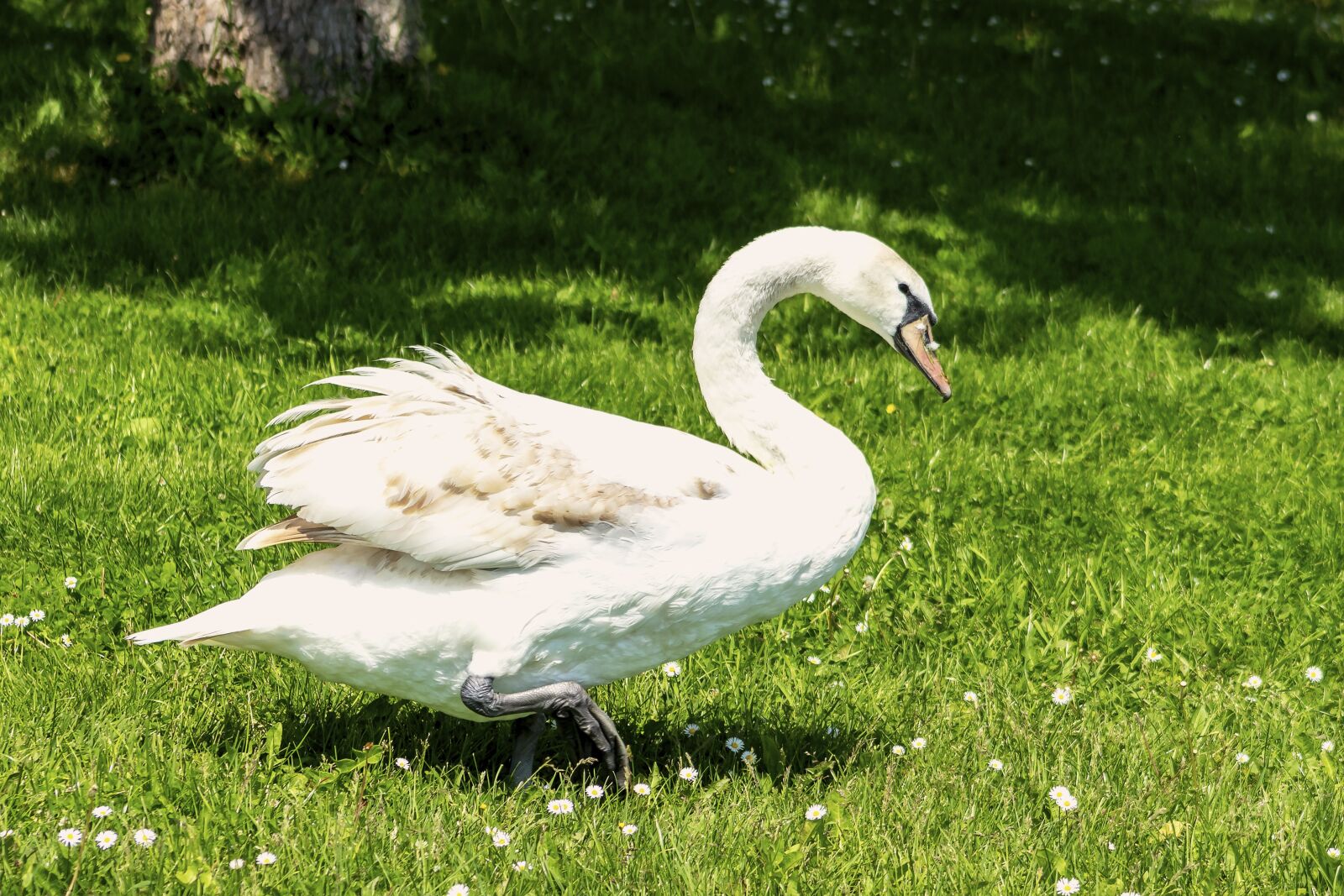 Canon EF75-300mm f/4-5.6 sample photo. Swan, cam, water bird photography