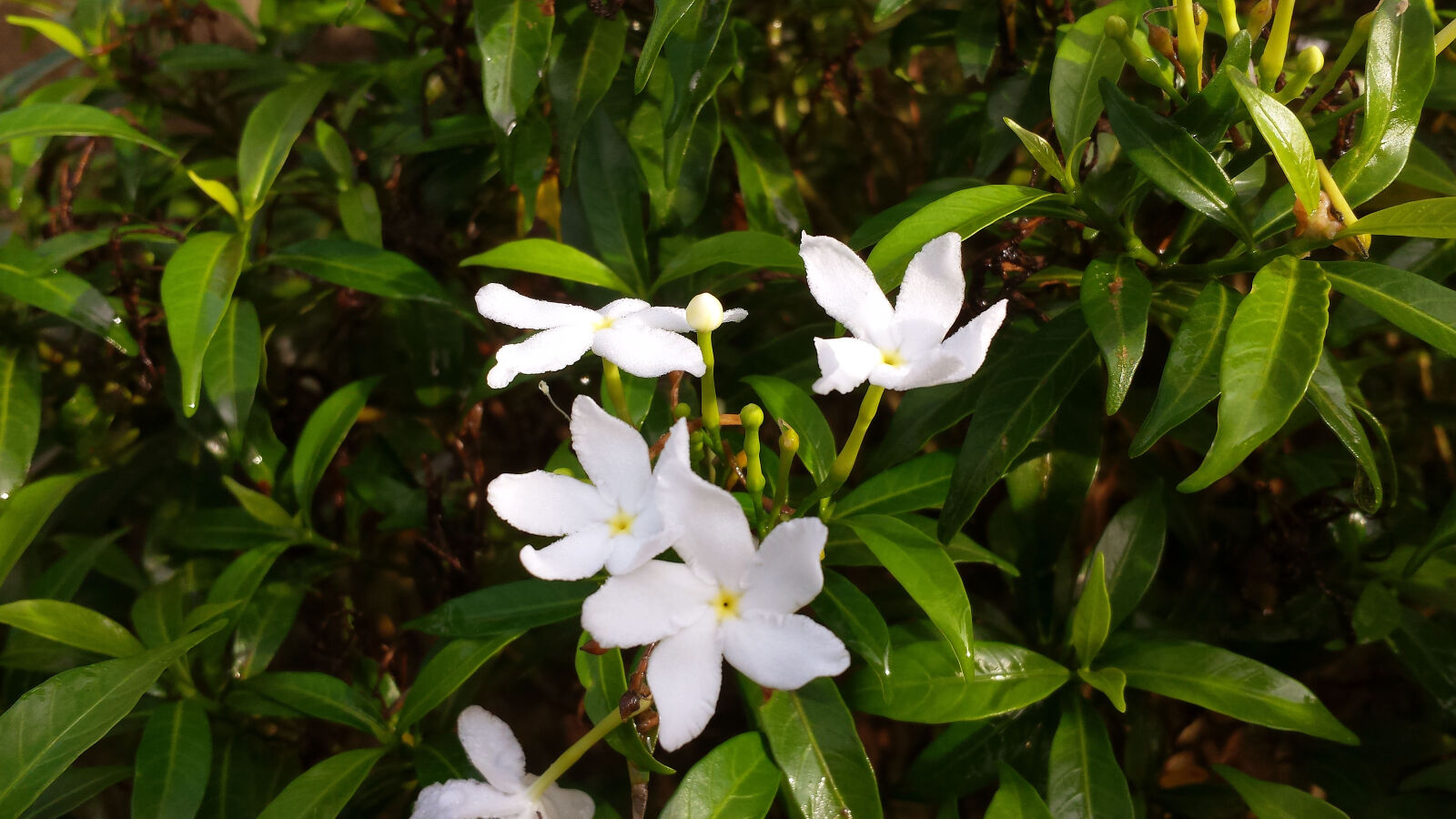 Samsung Galaxy S4 sample photo