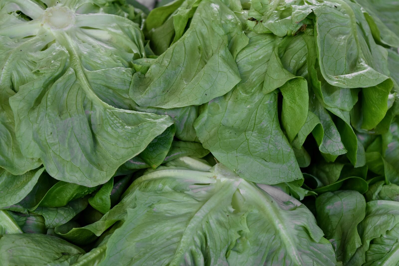 Nikon D5500 sample photo. Vegetable, leaf, cabbage, health photography