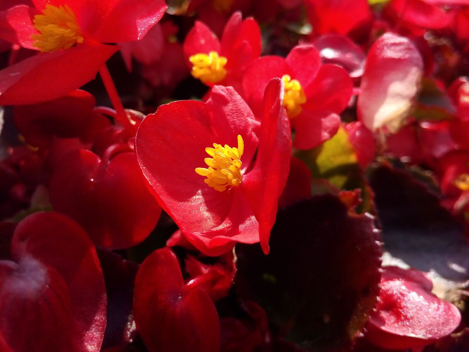 ASUS ZenFone Go (ZC500TG) sample photo. Red, flower, begonia photography