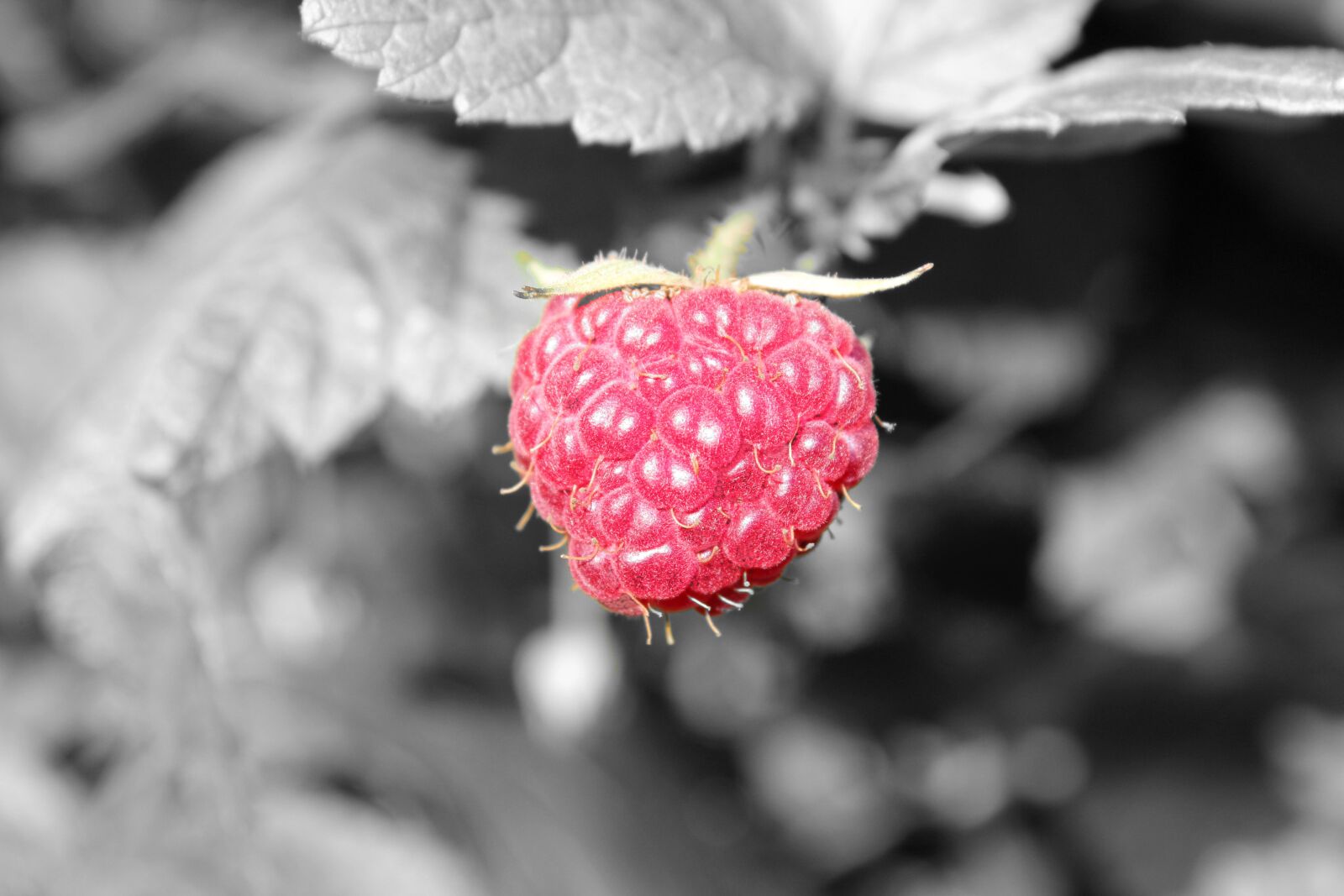 Canon EOS 60D sample photo. Nature, fruit, leaf photography