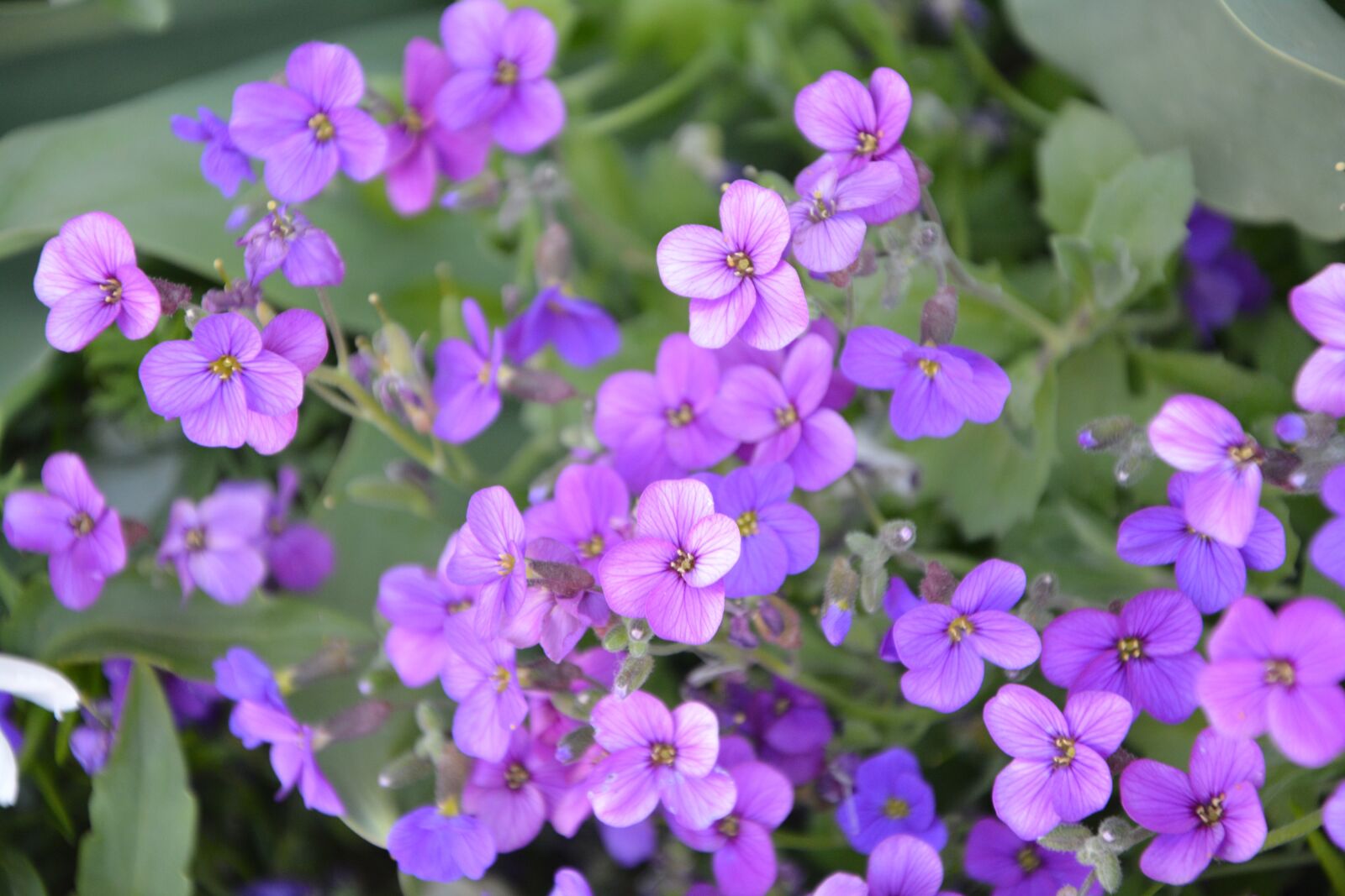 Nikon D5200 sample photo. Flower, mountain, nature photography