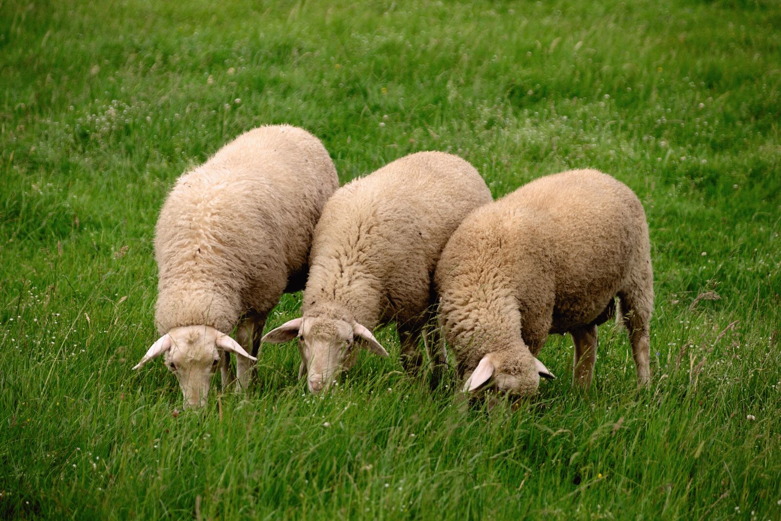 Nikon D610 sample photo. Sheep, livestock, wool photography