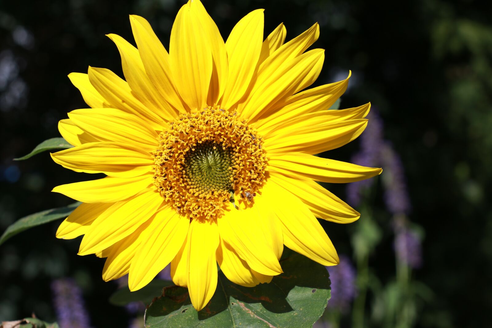 YN50mm f/1.8 II sample photo. Sunflower, flower, petals photography