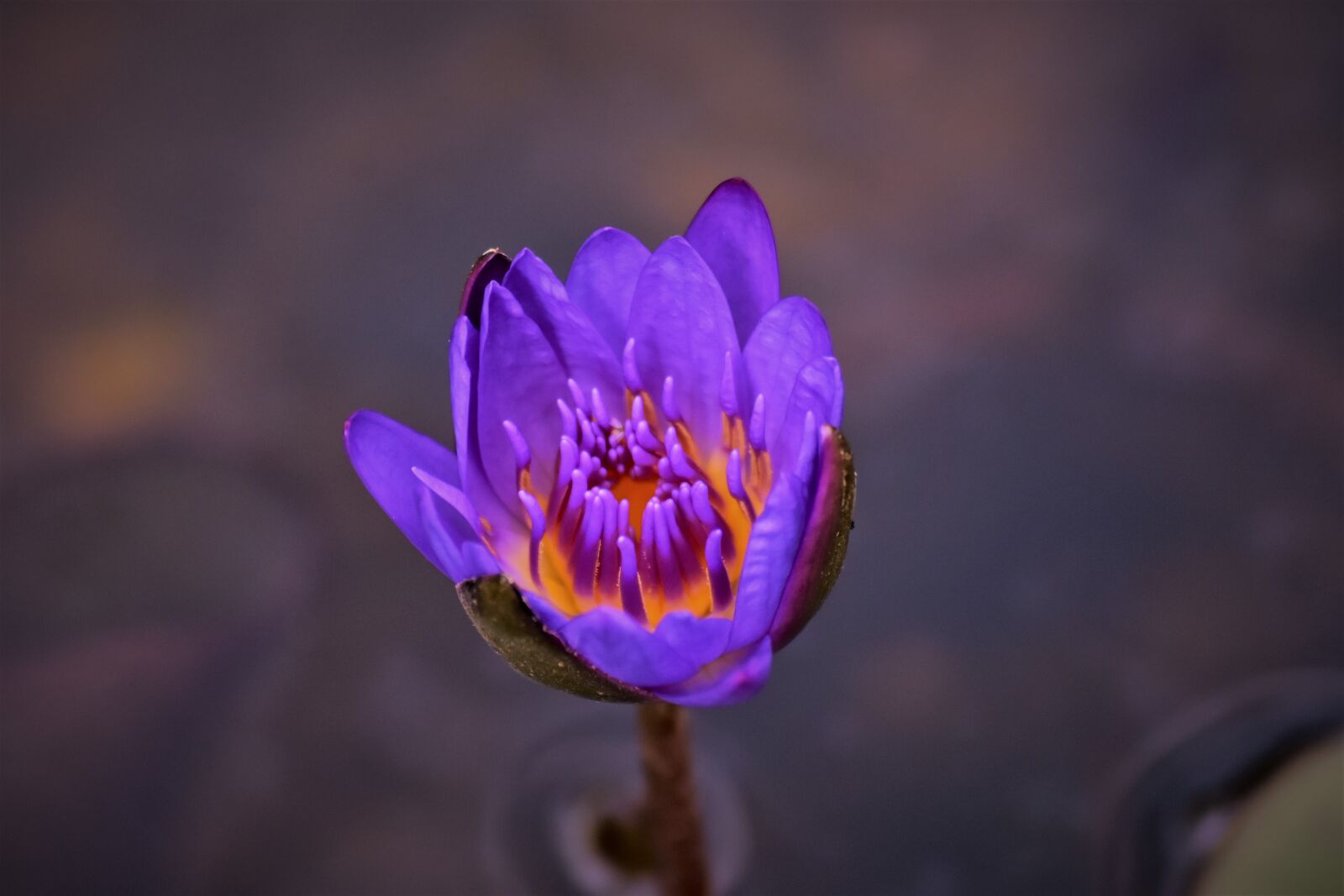 Nikon D7200 sample photo. Water lily, flower, bloom photography