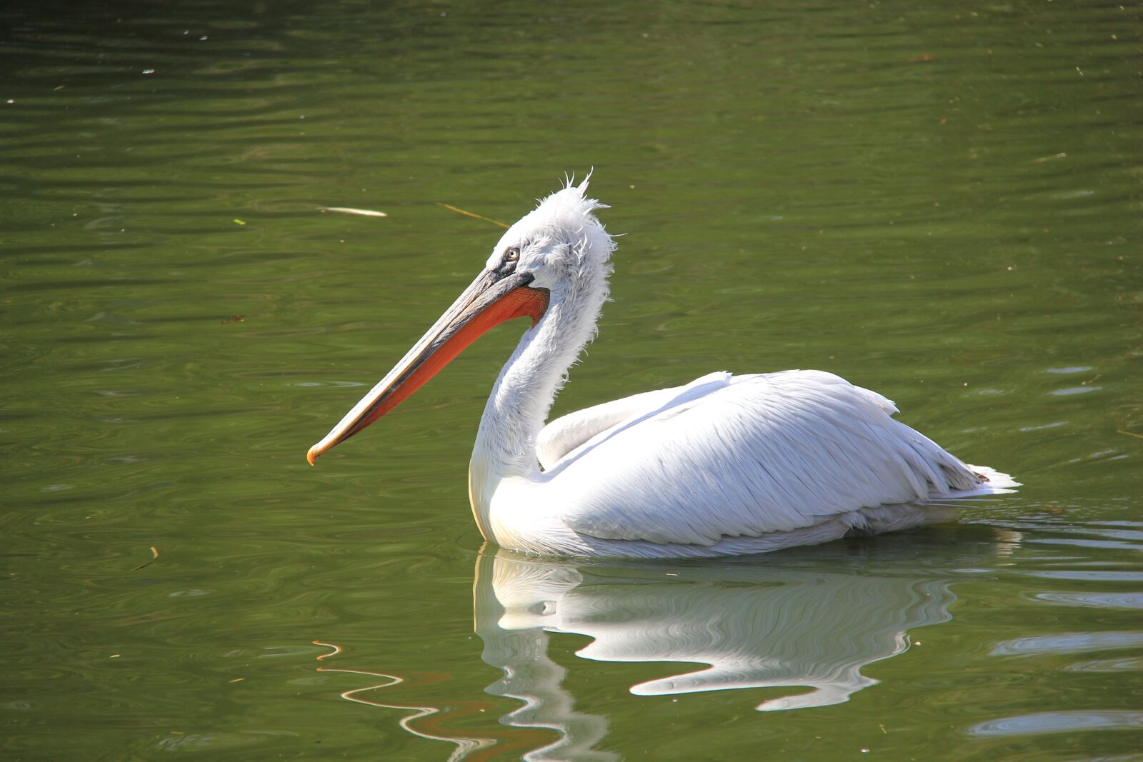 Canon EOS 550D (EOS Rebel T2i / EOS Kiss X4) sample photo. Bird, lake, water photography