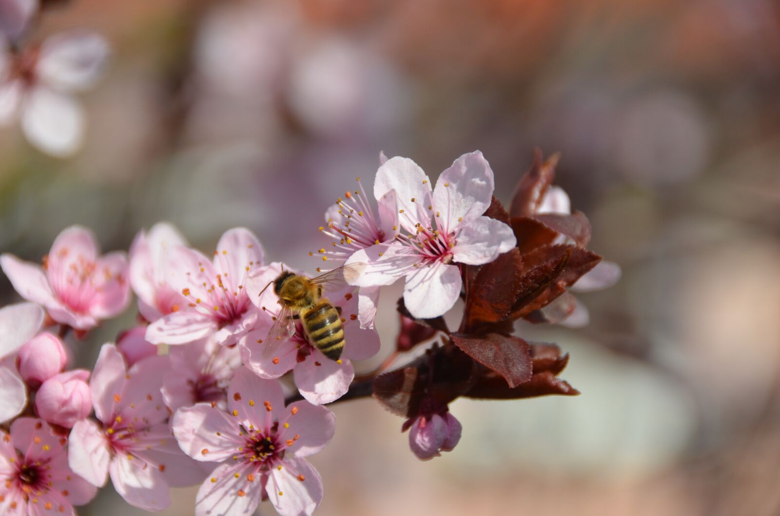 Nikon D7000 sample photo. Bee, blood plum, nectar photography