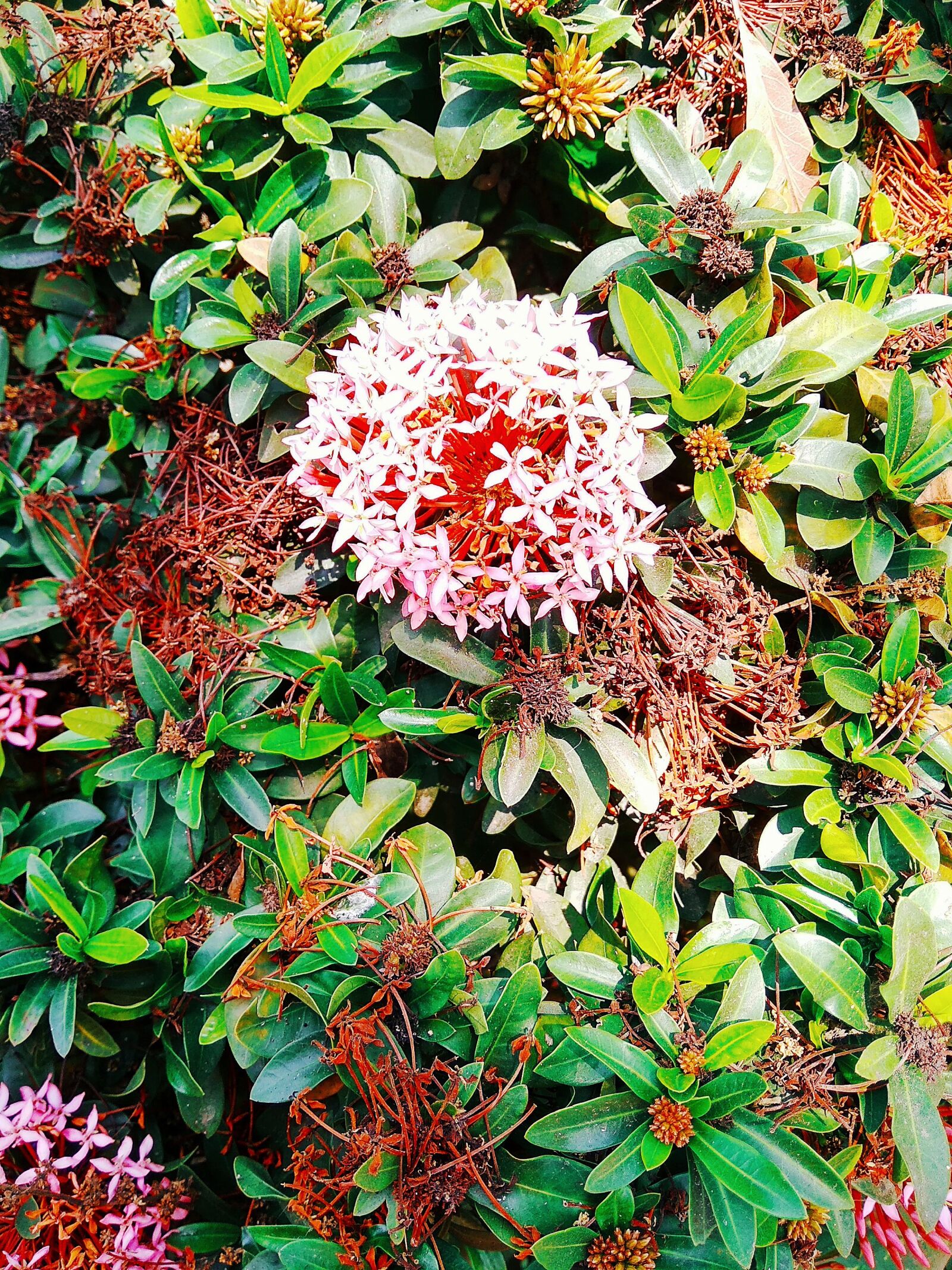 Xiaomi Redmi 5A sample photo. Flowers, plant, earth photography