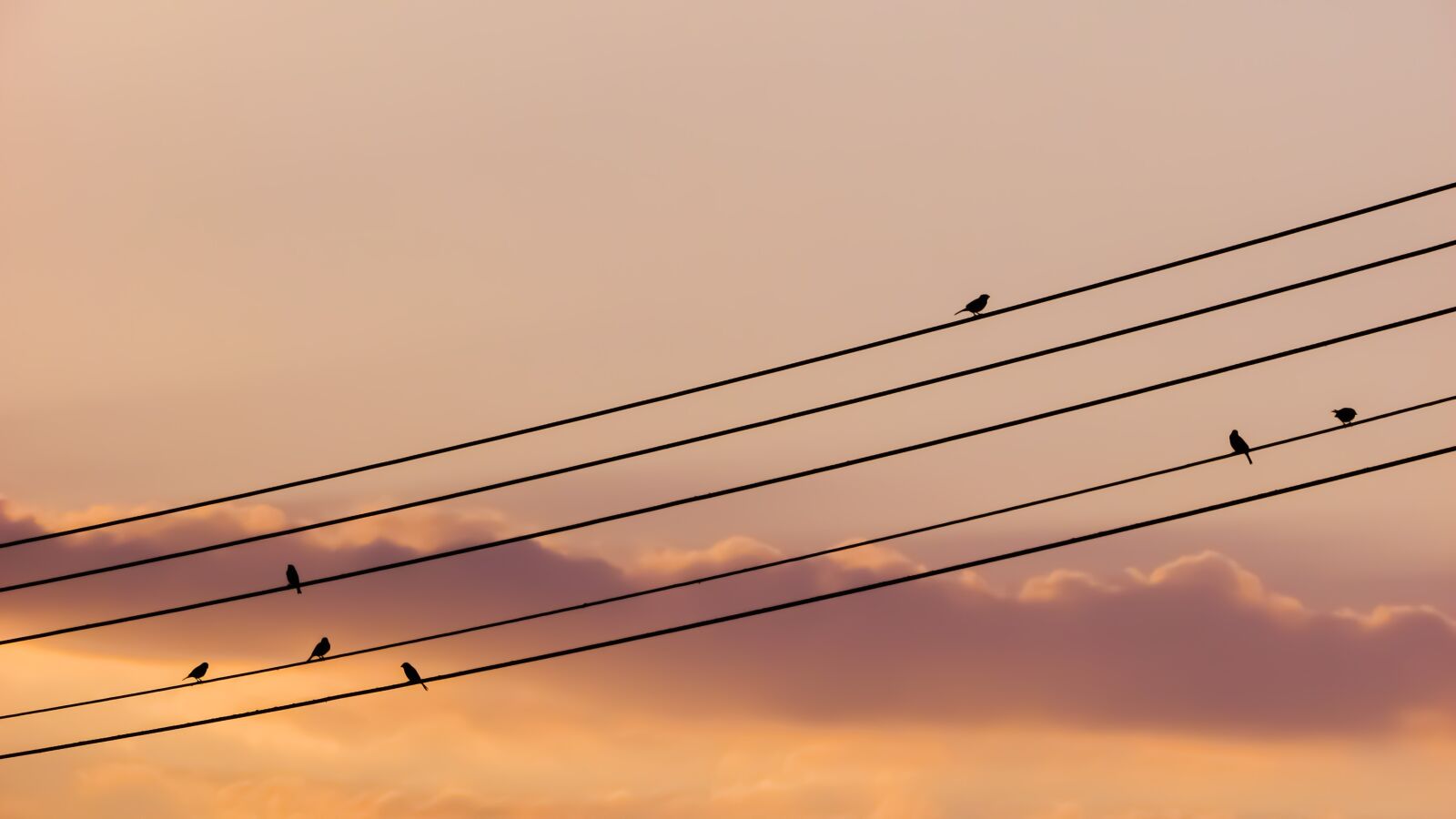 Canon PowerShot SX400 IS sample photo. Birds, wire, sunset photography