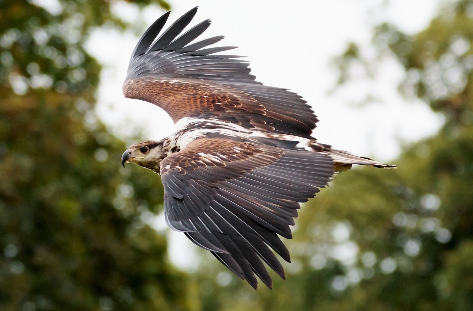 Canon EOS 7D Mark II sample photo. African fishing eagle, bird photography