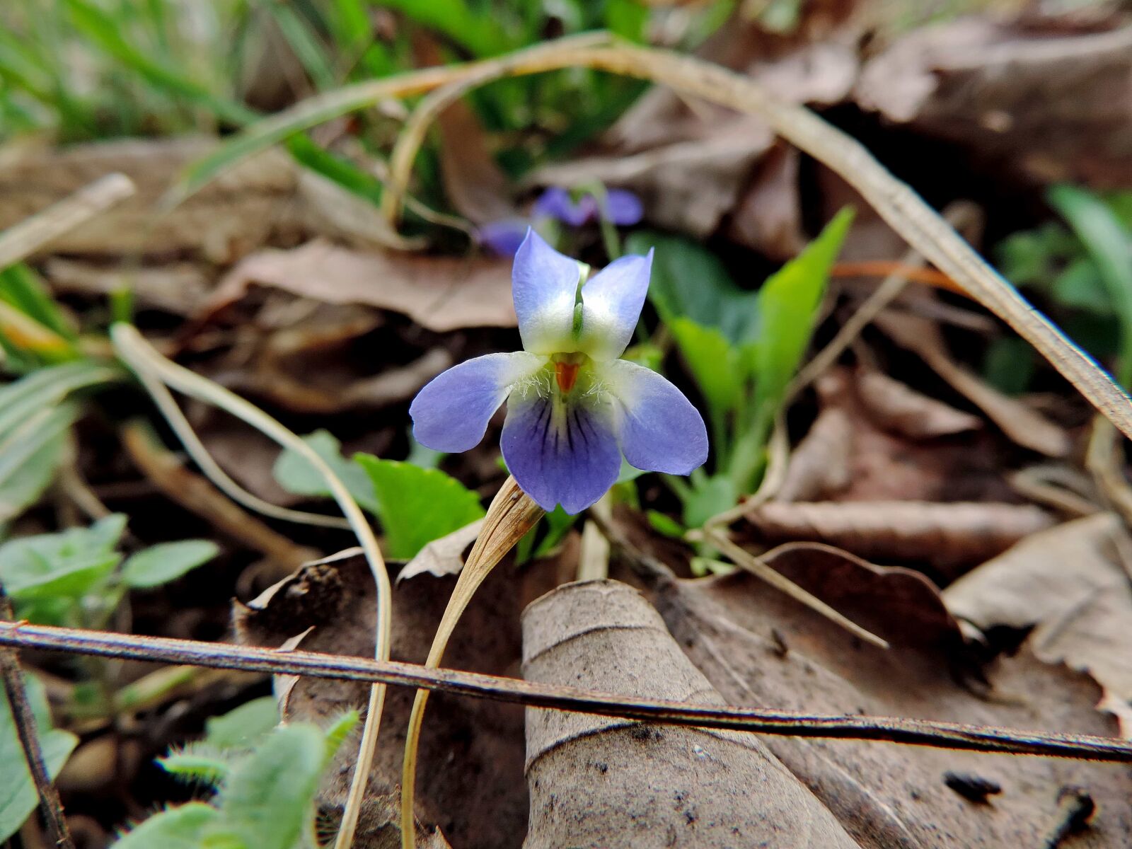 Nikon Coolpix P520 sample photo. Beautiful flowers, biology, flower photography