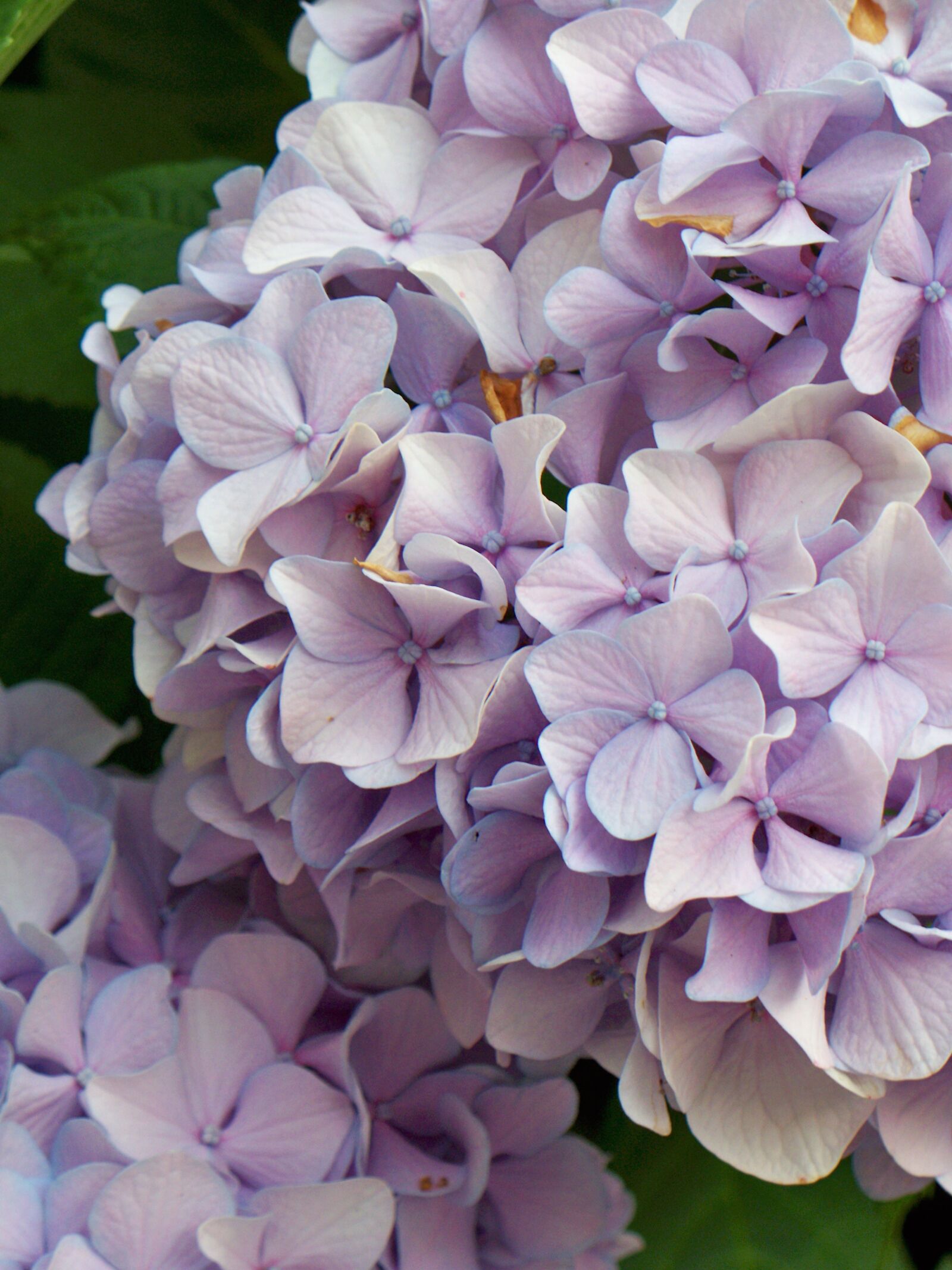 Kodak EASYSHARE Z1485 IS DIGITAL CAMERA sample photo. Flowers, purple, green photography