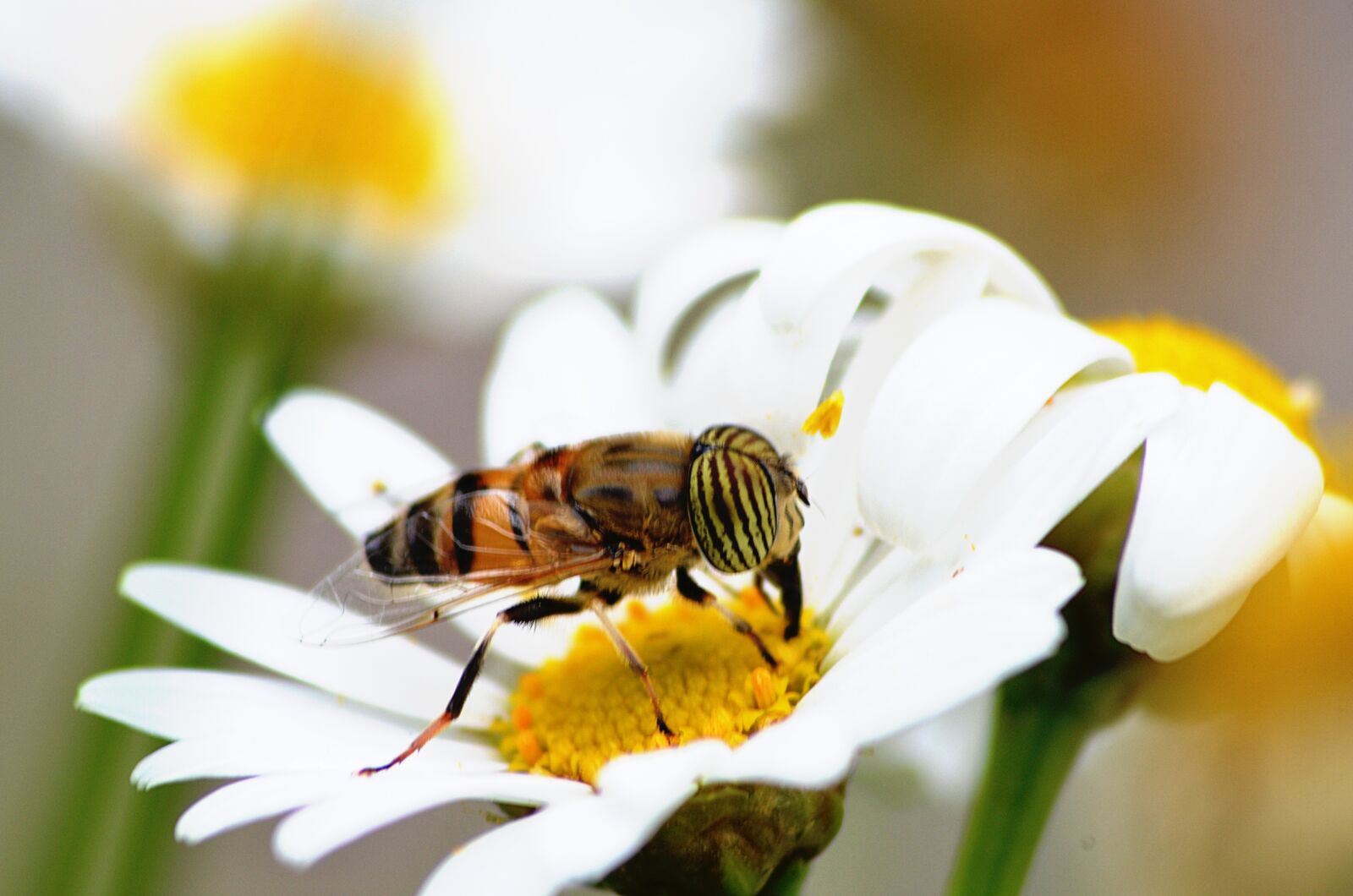 Nikon D5100 sample photo. Bee, insect, pollen photography