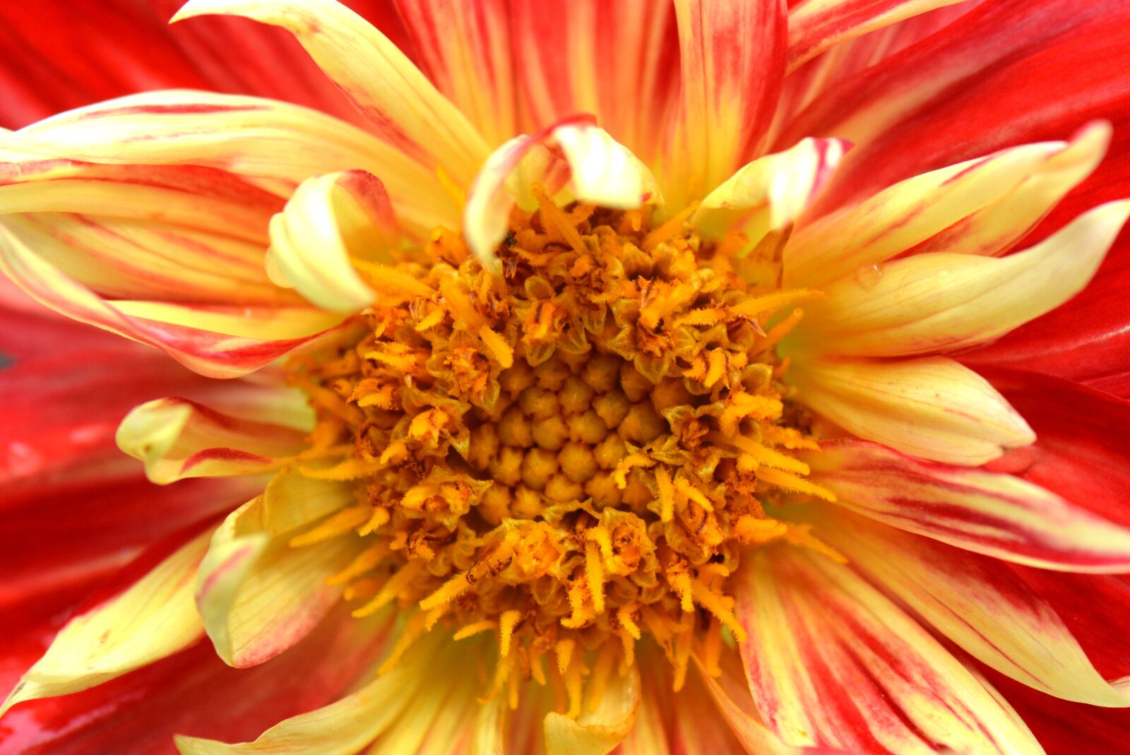 Nikon D5200 sample photo. Flower, nature, dahlia photography