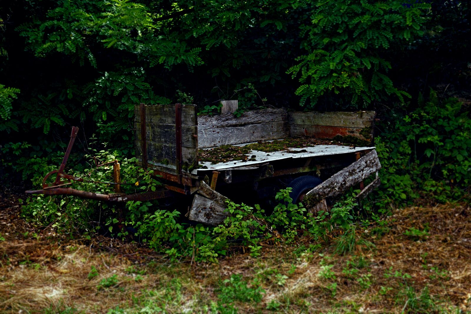 Sony a6000 sample photo. Dare, nature, out photography