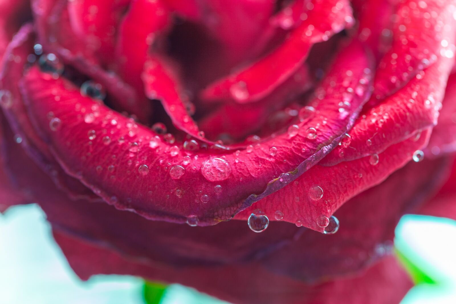 Canon EOS 5D Mark II + Canon EF 100mm F2.8L Macro IS USM sample photo. Drops, red rose, rose photography