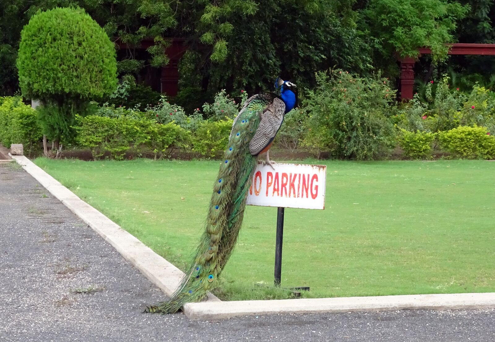 Sony Cyber-shot DSC-HX90V sample photo. Peacock, bird, plumage photography