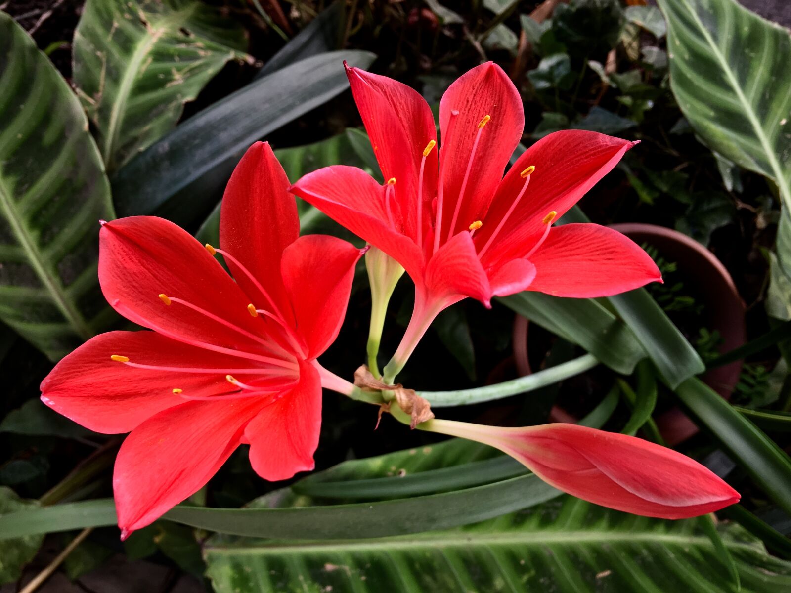 Apple iPhone 6s Plus sample photo. Red flower, petals, flower photography