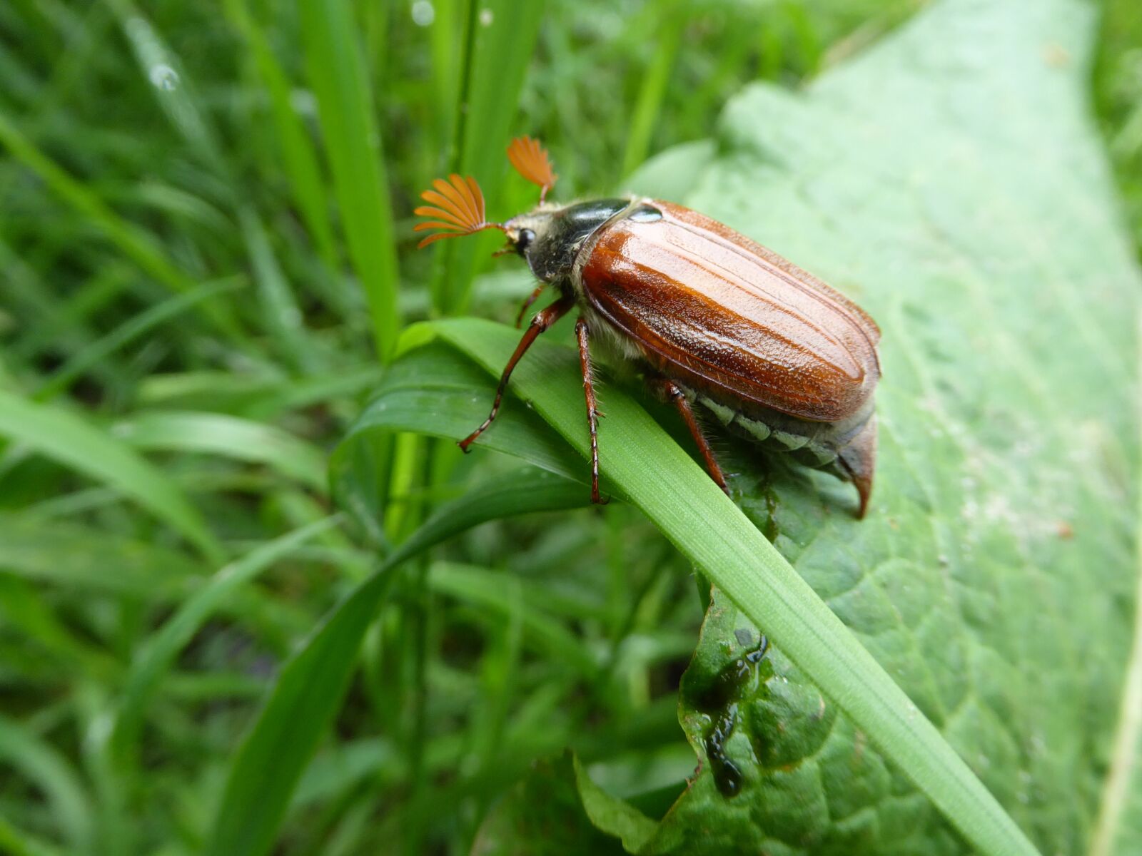 Panasonic Lumix DMC-ZS50 (Lumix DMC-TZ70) sample photo. Cockchafer, spring, zelhem photography