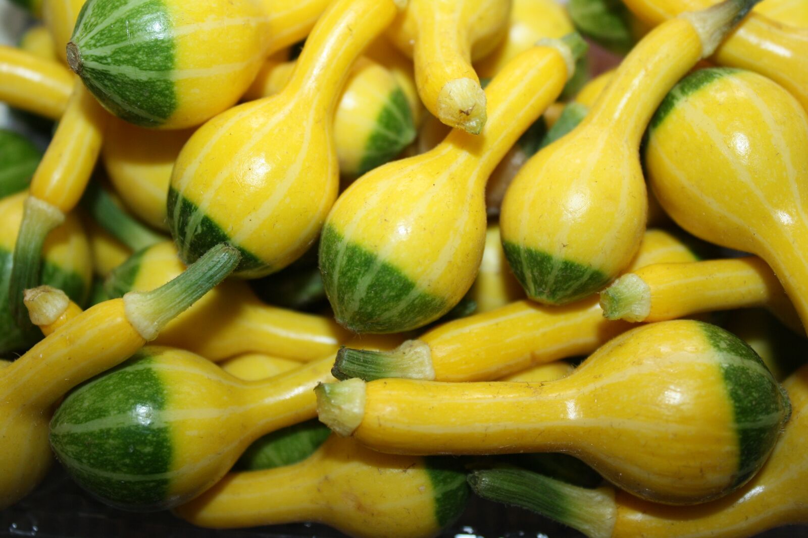 Canon EOS 1000D (EOS Digital Rebel XS / EOS Kiss F) sample photo. Zucchini, pumpkin green yellow photography