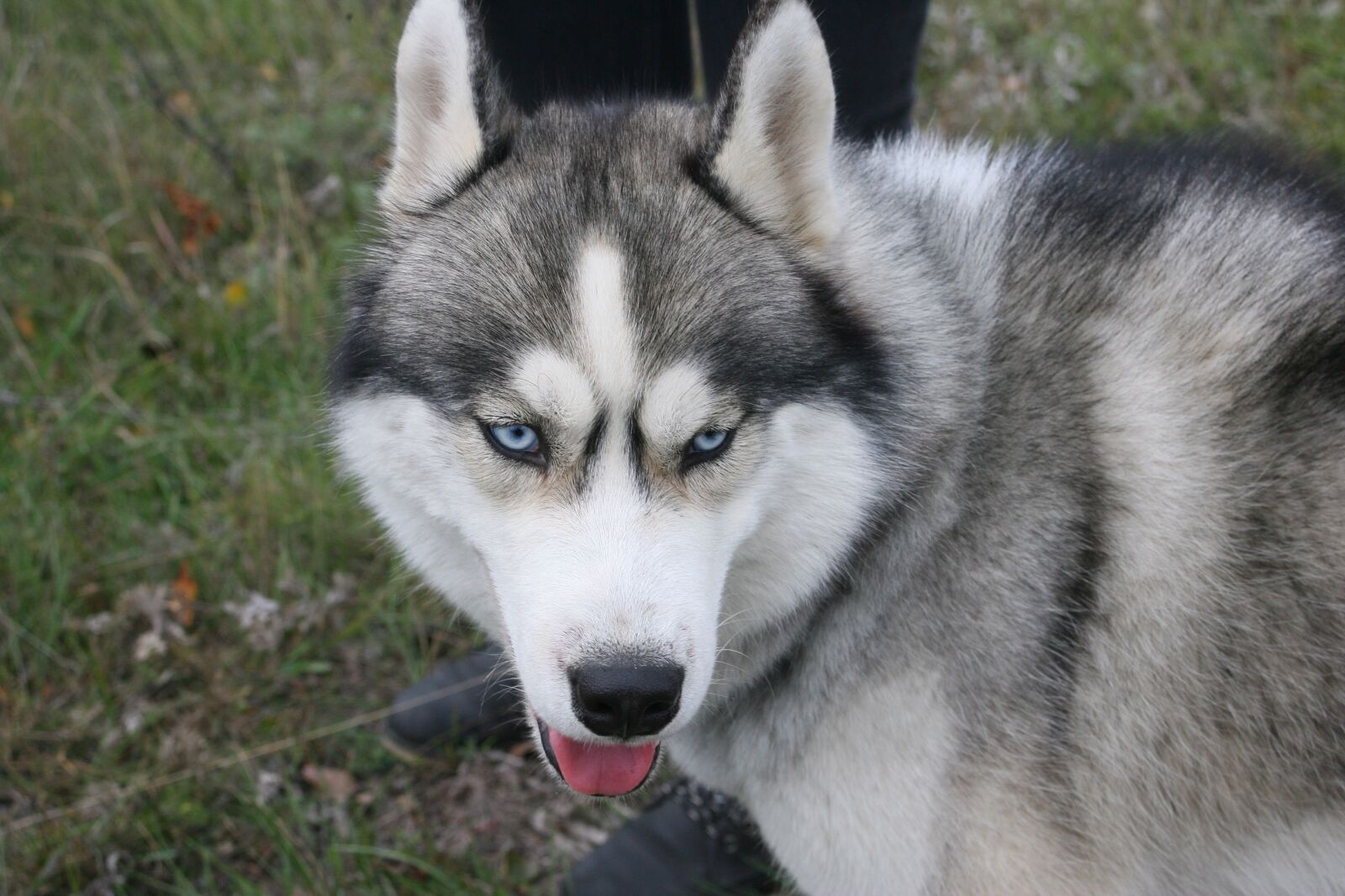 Canon EOS-1D Mark II N sample photo. Husky, eyes, animal photography