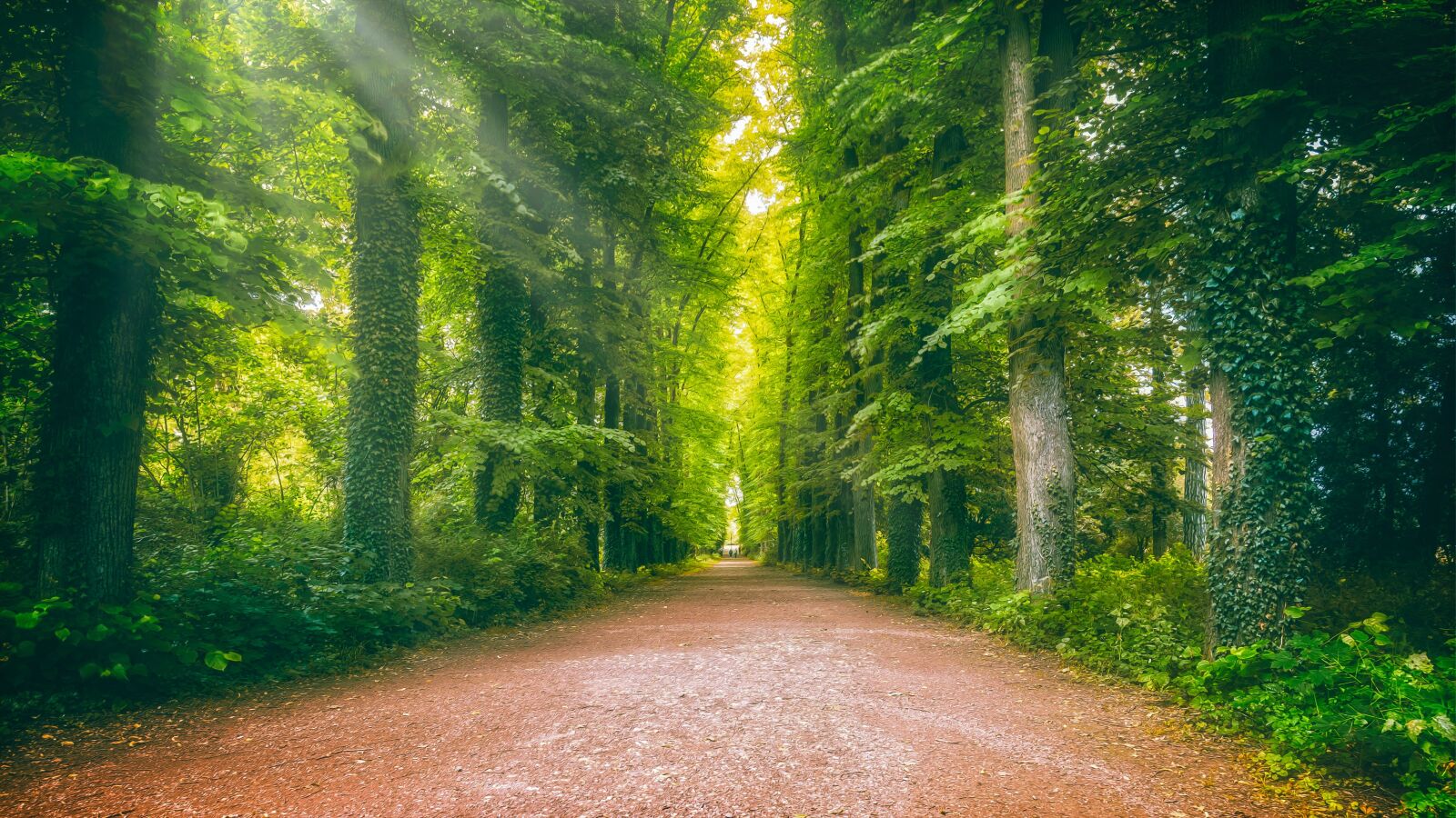 Nikon Z6 sample photo. Away, avenue, forest photography