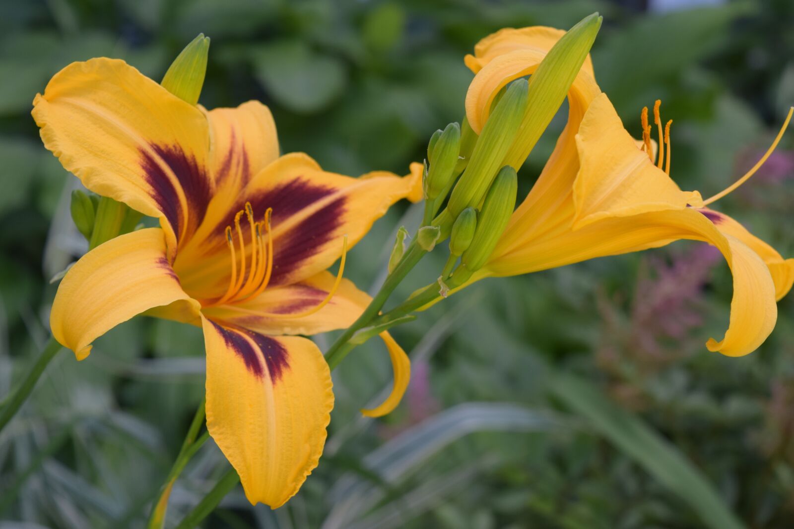 Nikon D3300 sample photo. Daylilies, yellow flowers, garden photography