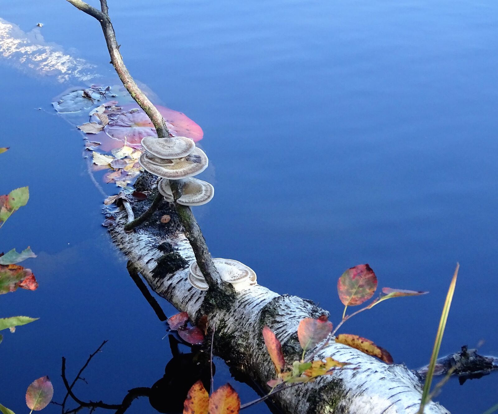 Sony Cyber-shot DSC-HX400V sample photo. Mushrooms, tree trunk, water photography