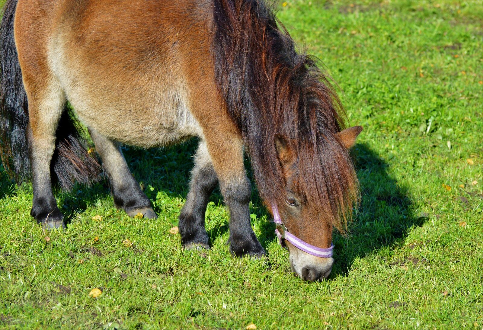 Nikon D3200 sample photo. Horse, pony, mane photography