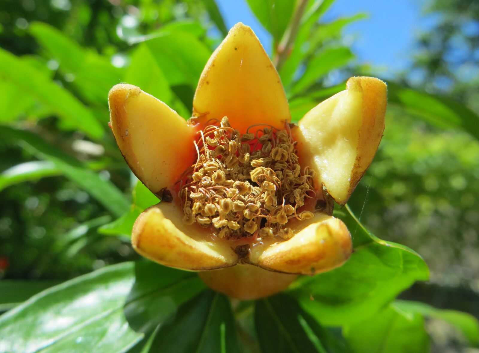 Canon PowerShot SX260 HS sample photo. Fruit, nature, summer photography