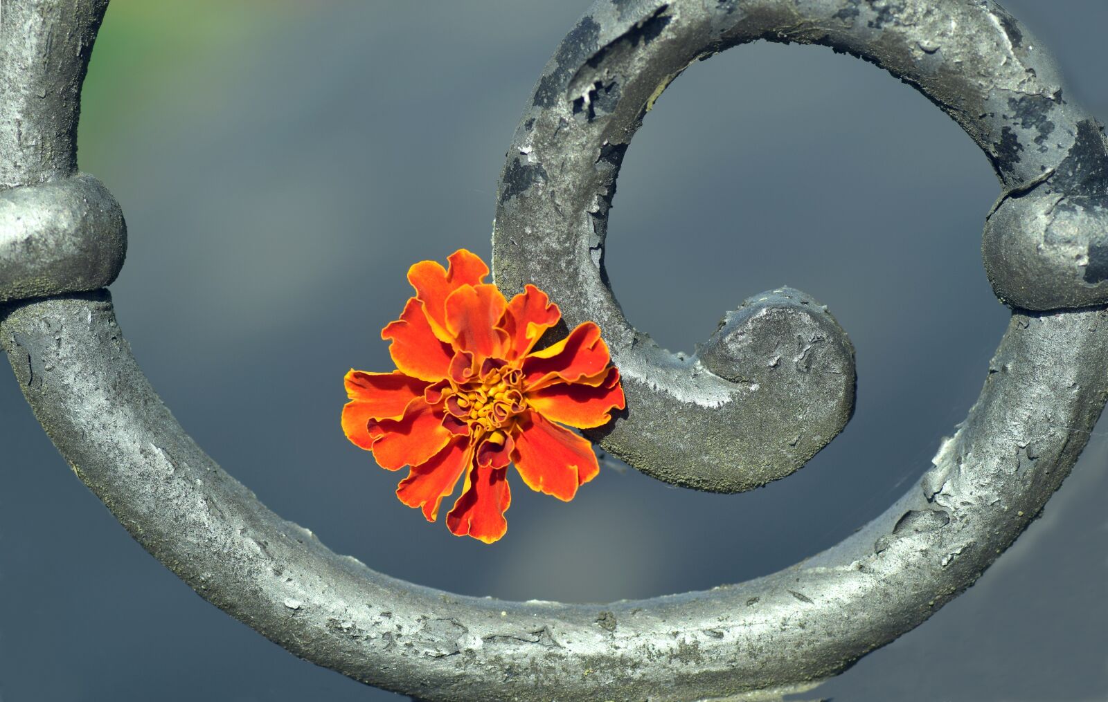 Nikon D3300 sample photo. Marigold, blossom, bloom photography