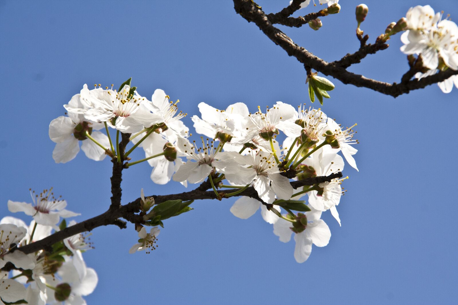 Canon EOS 350D (EOS Digital Rebel XT / EOS Kiss Digital N) sample photo. Plum flower, spring, garden photography