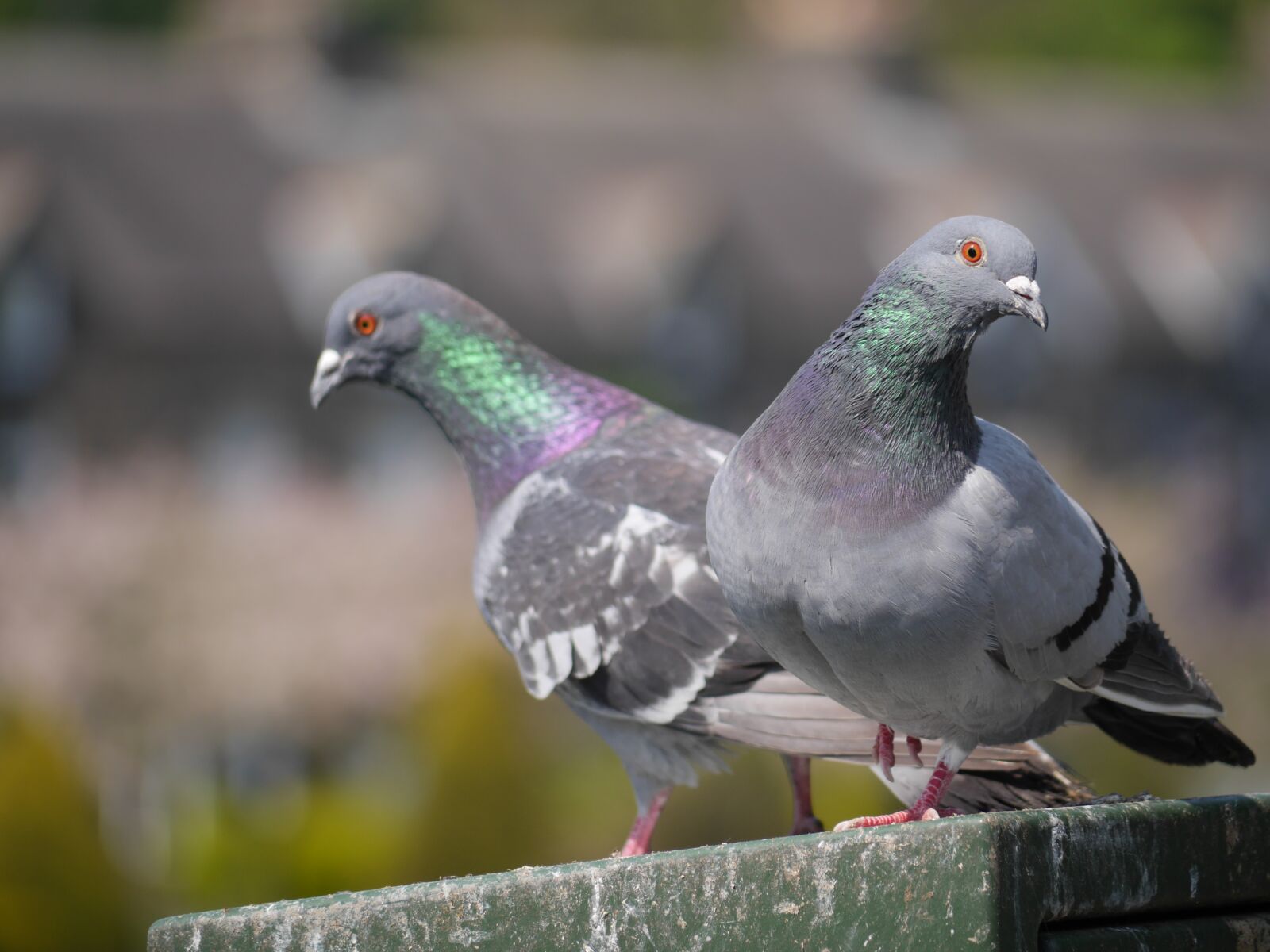 Panasonic Lumix DMC-GH3 sample photo. Pigeon, bird, pair photography