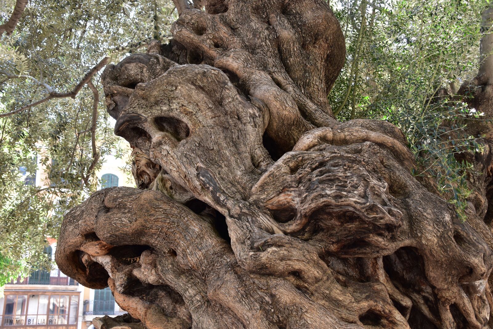 Nikon D5500 sample photo. Tree, ghost, nature photography