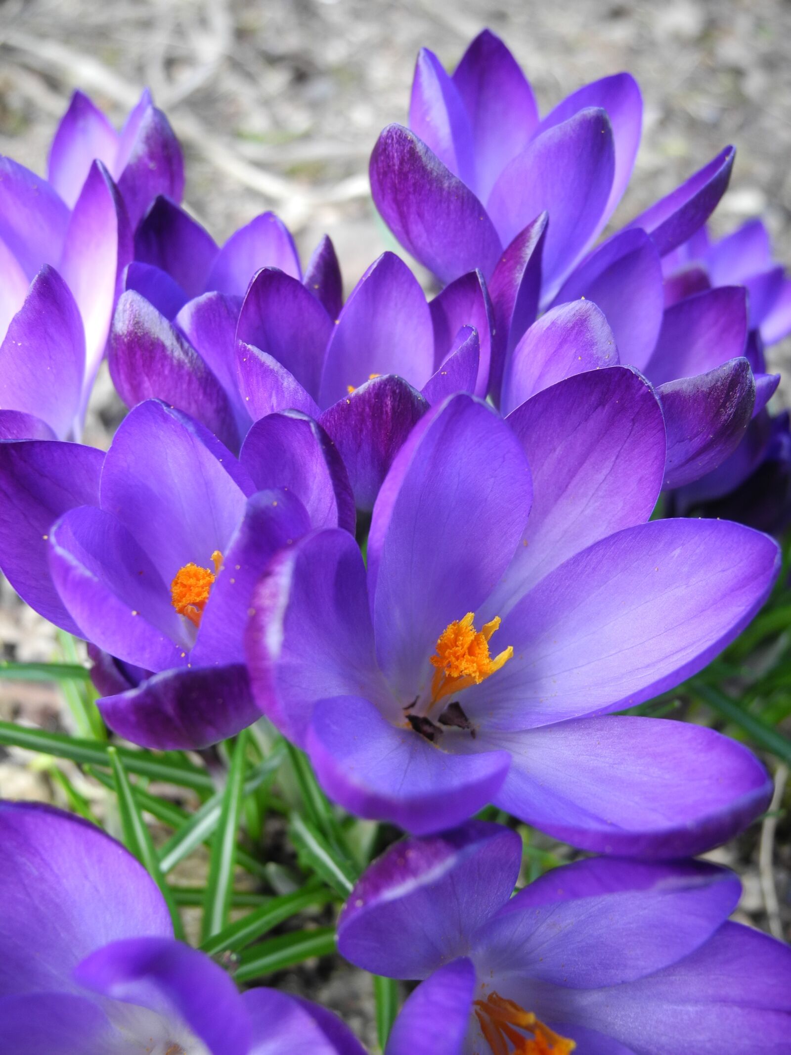 Nikon Coolpix P7000 sample photo. Crocus, crocus purple, flowers photography