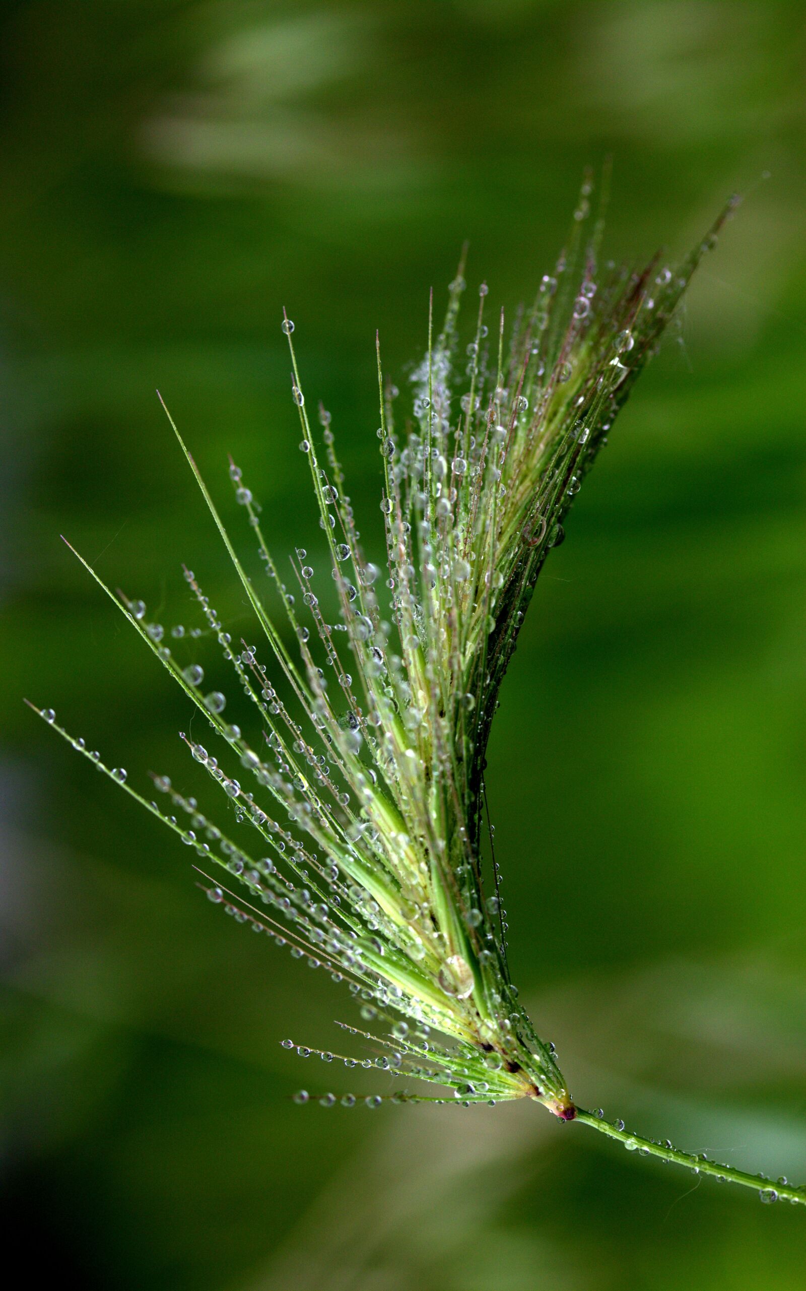 Canon EF-S 60mm F2.8 Macro USM sample photo. Spike, drops, dew photography